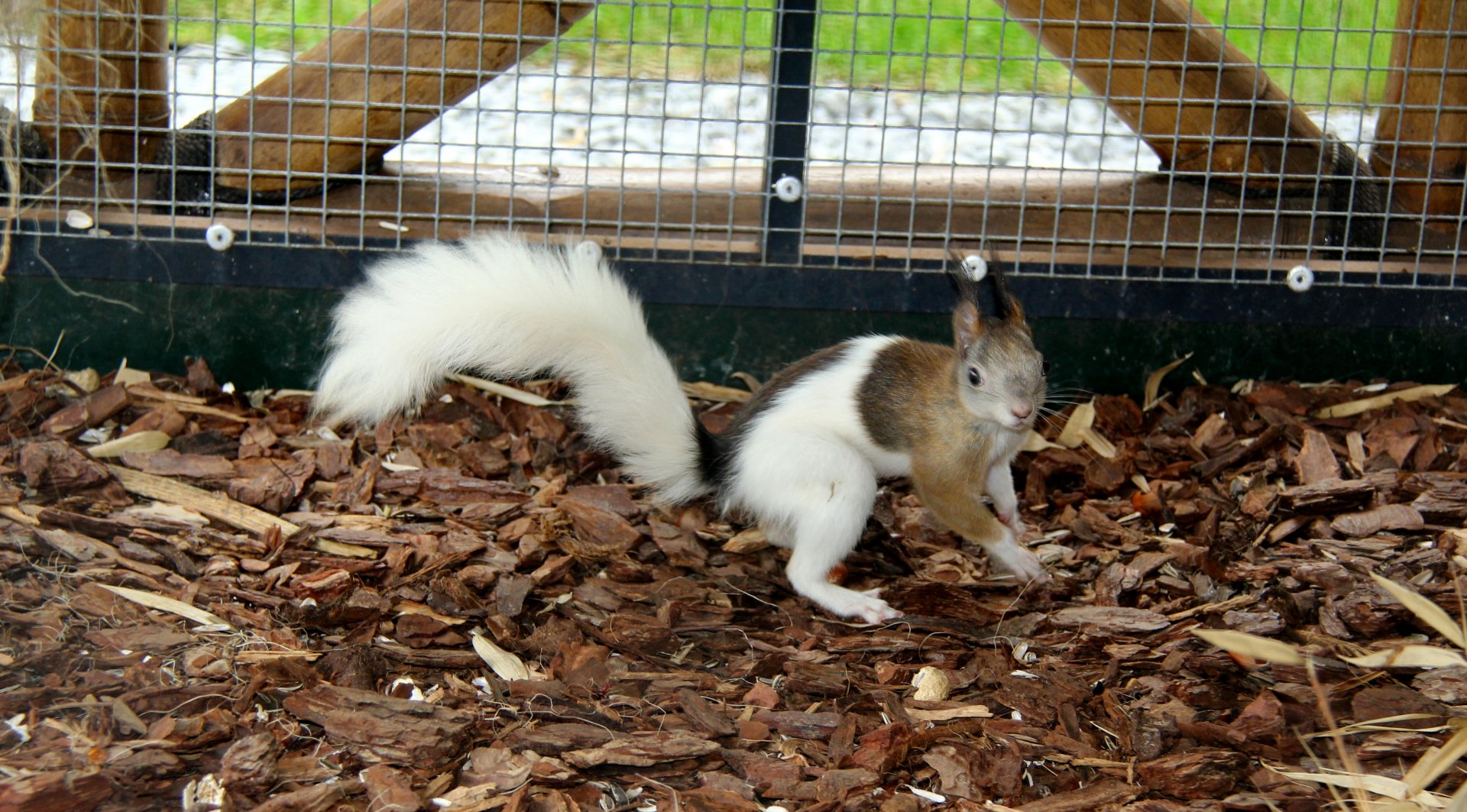 Japanese squirrel (Sciurus lis)