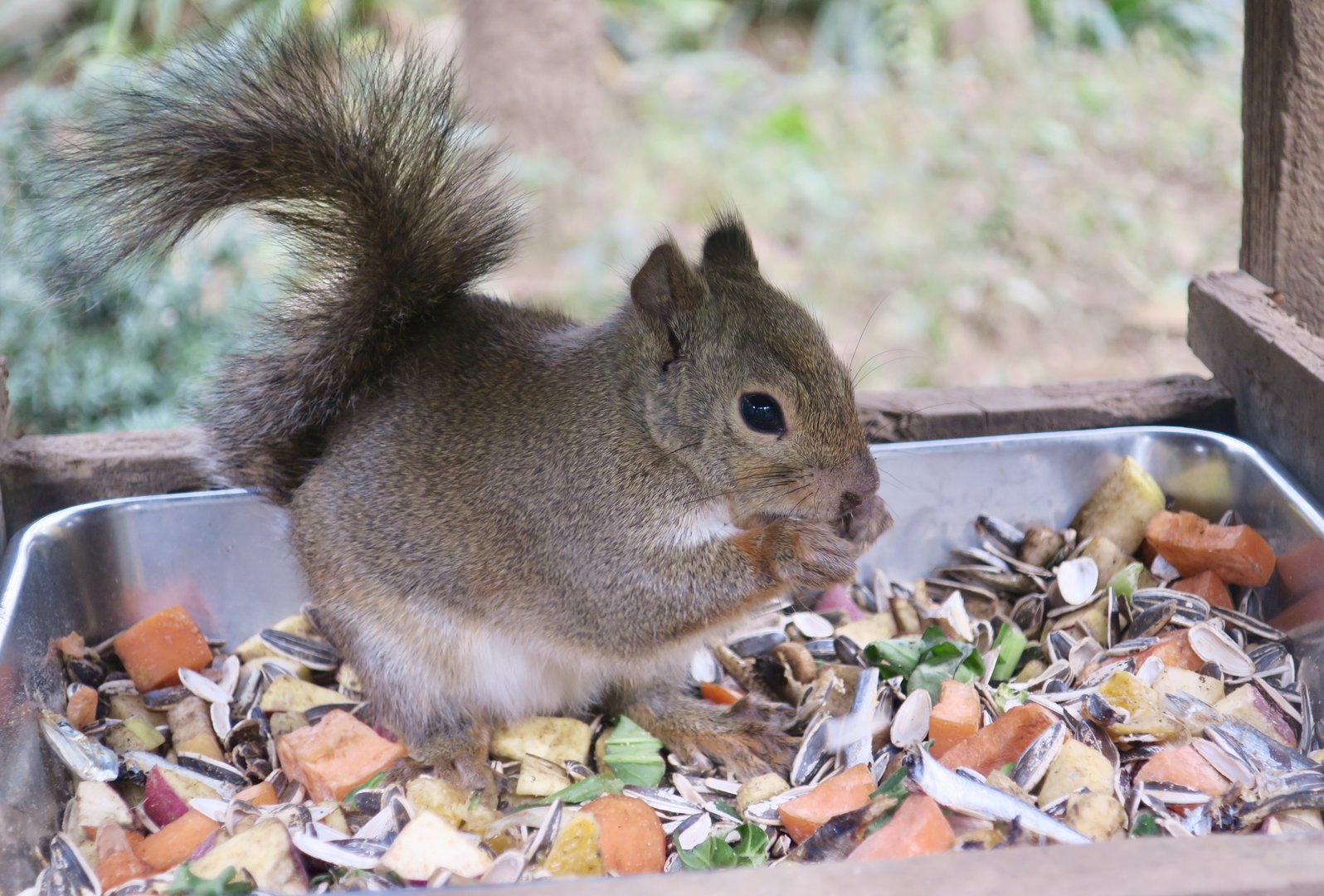 Japanese Squirrel (Sciurus lis)