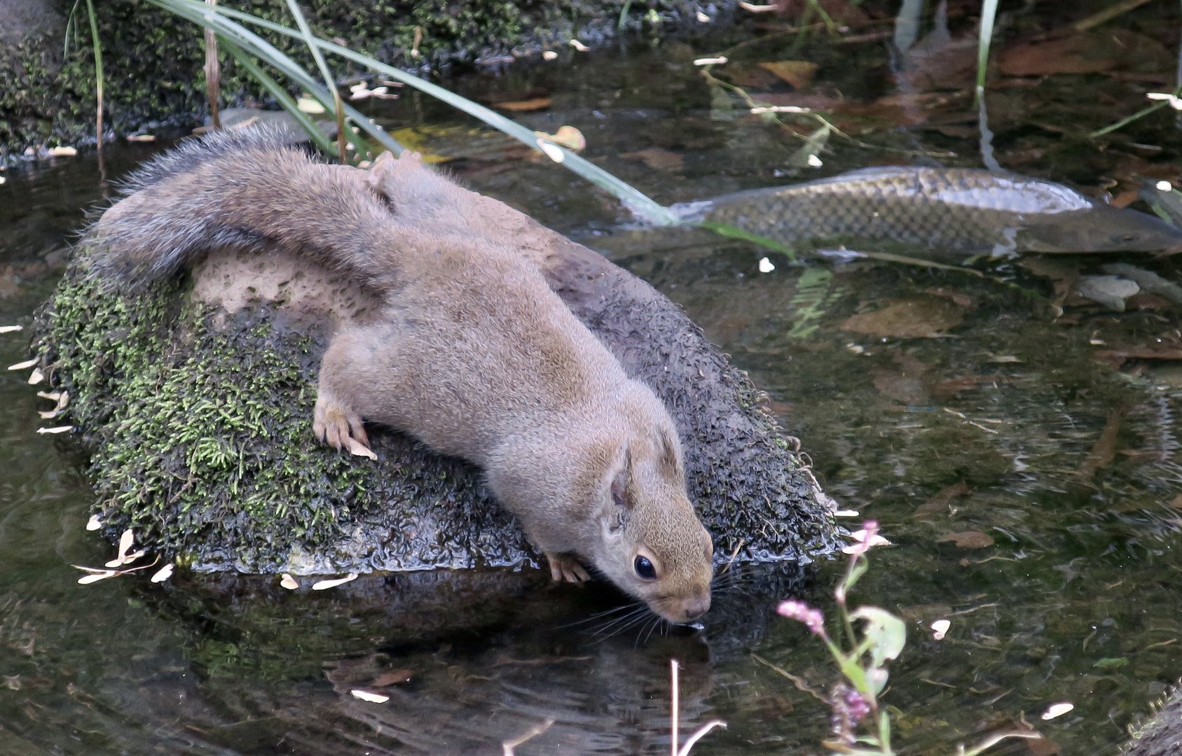 Japanese Squirrel (Sciurus lis)