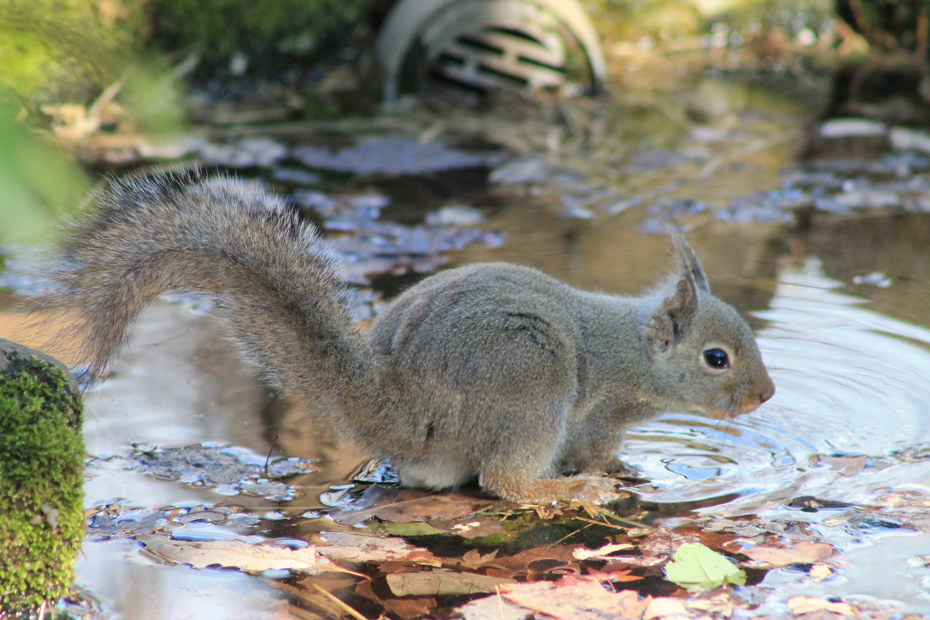 Japanese Squirrel (Sciurus lis)