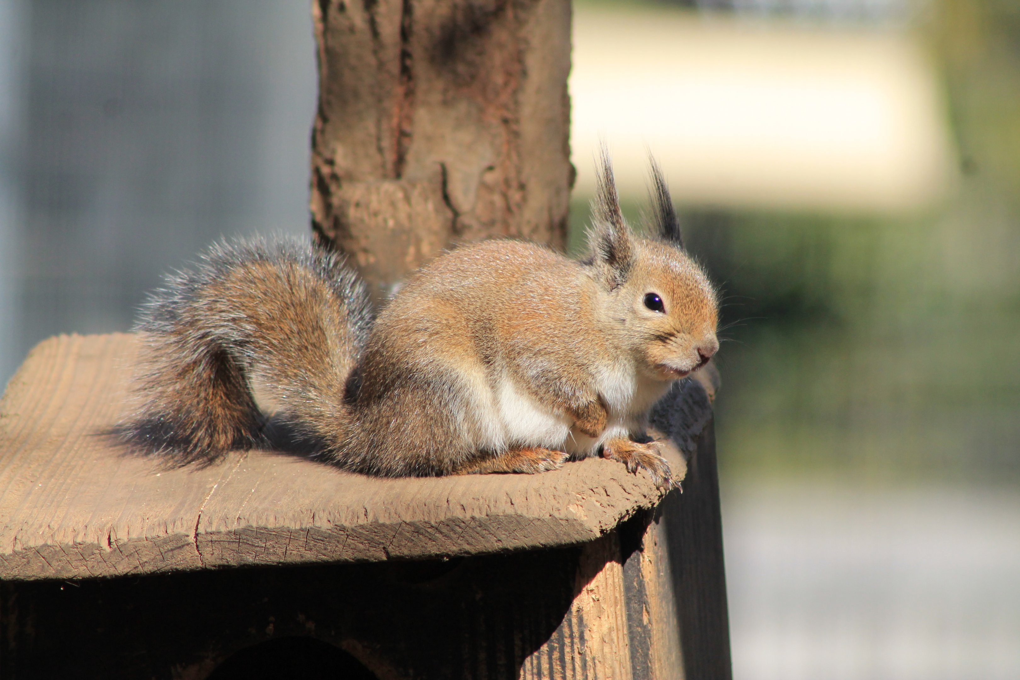 Japanese Squirrel (Sciurus lis)