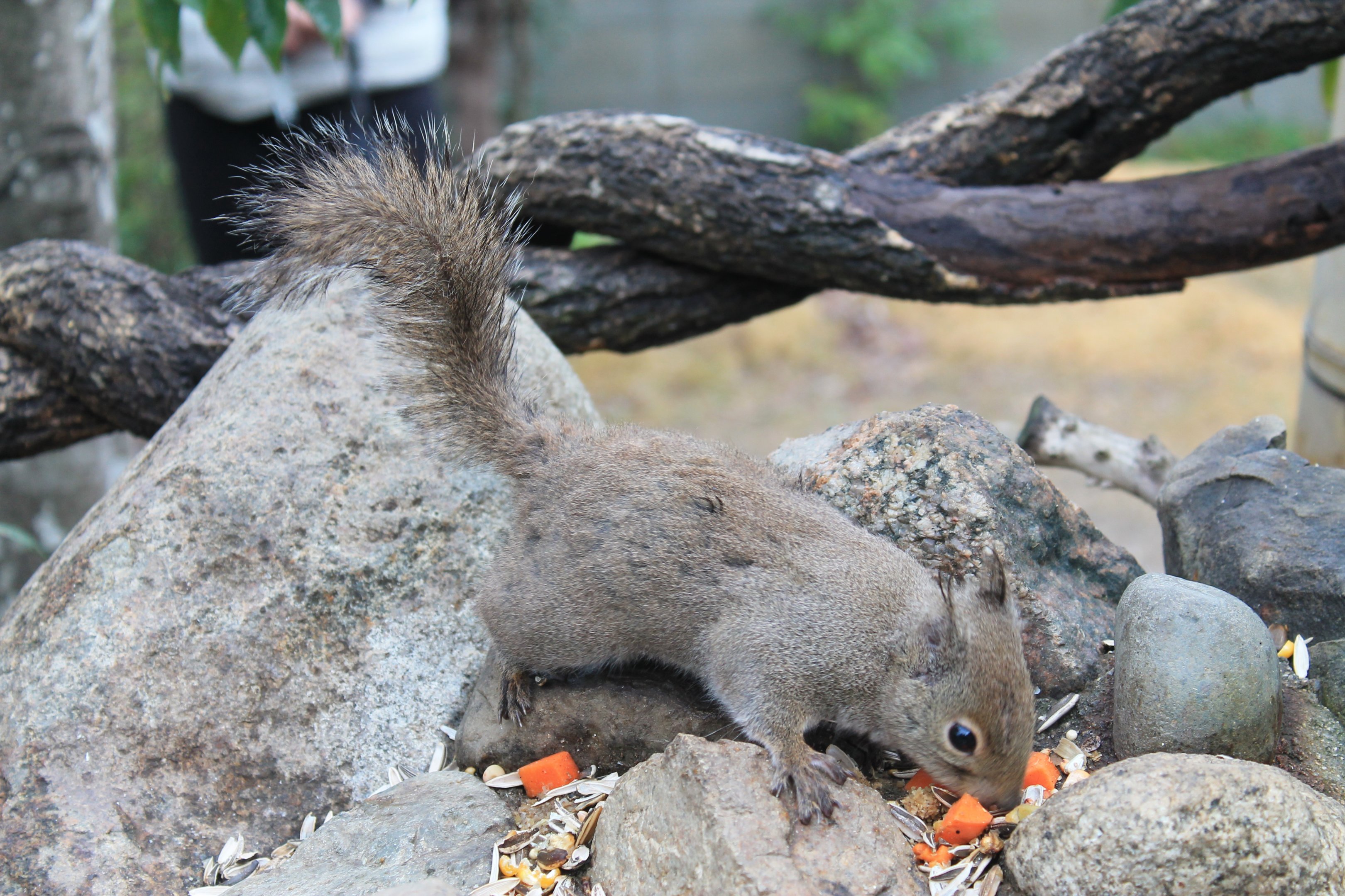 Japanese Squirrel (Sciurus lis)