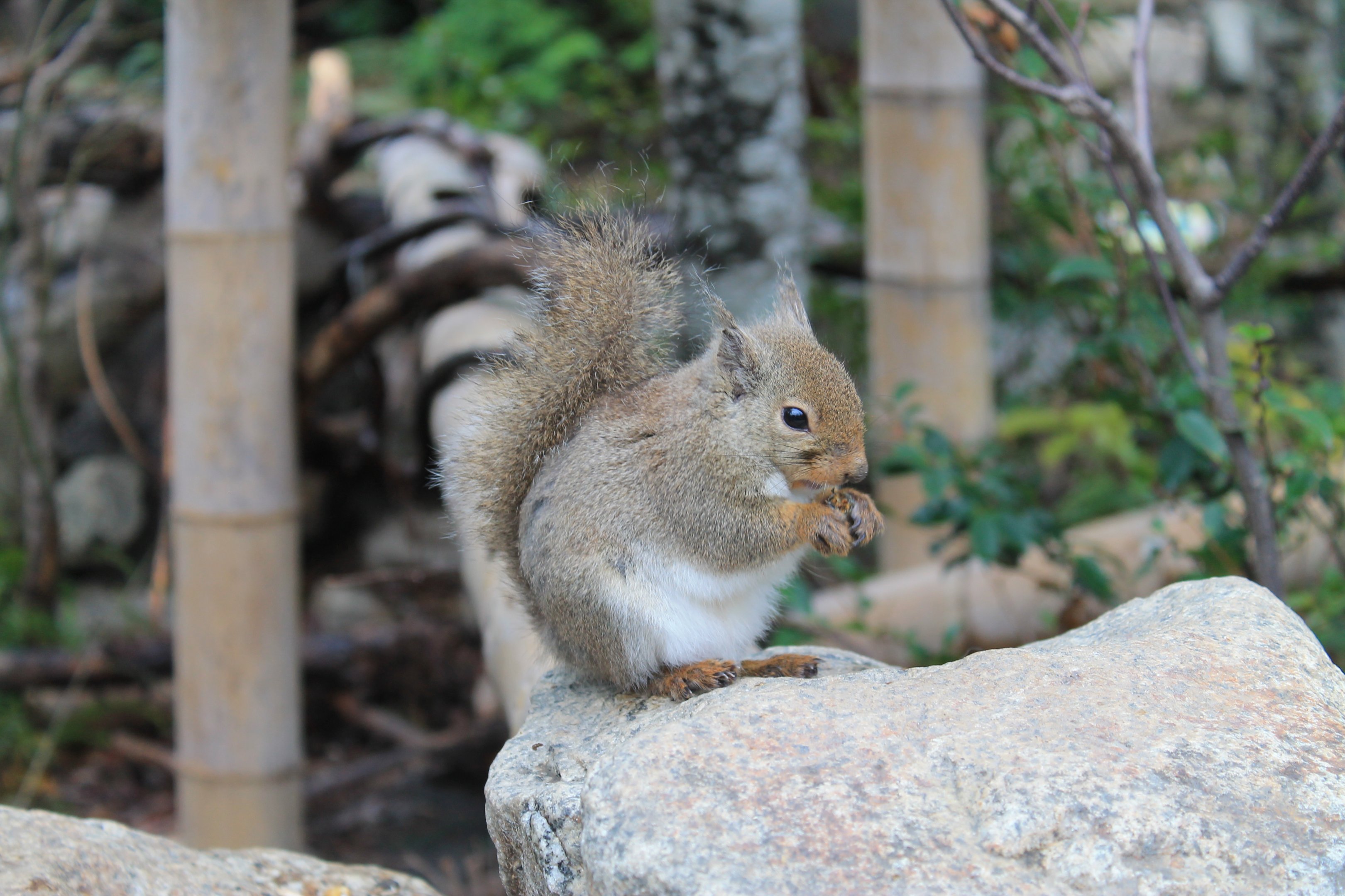 Japanese Squirrel (Sciurus lis)