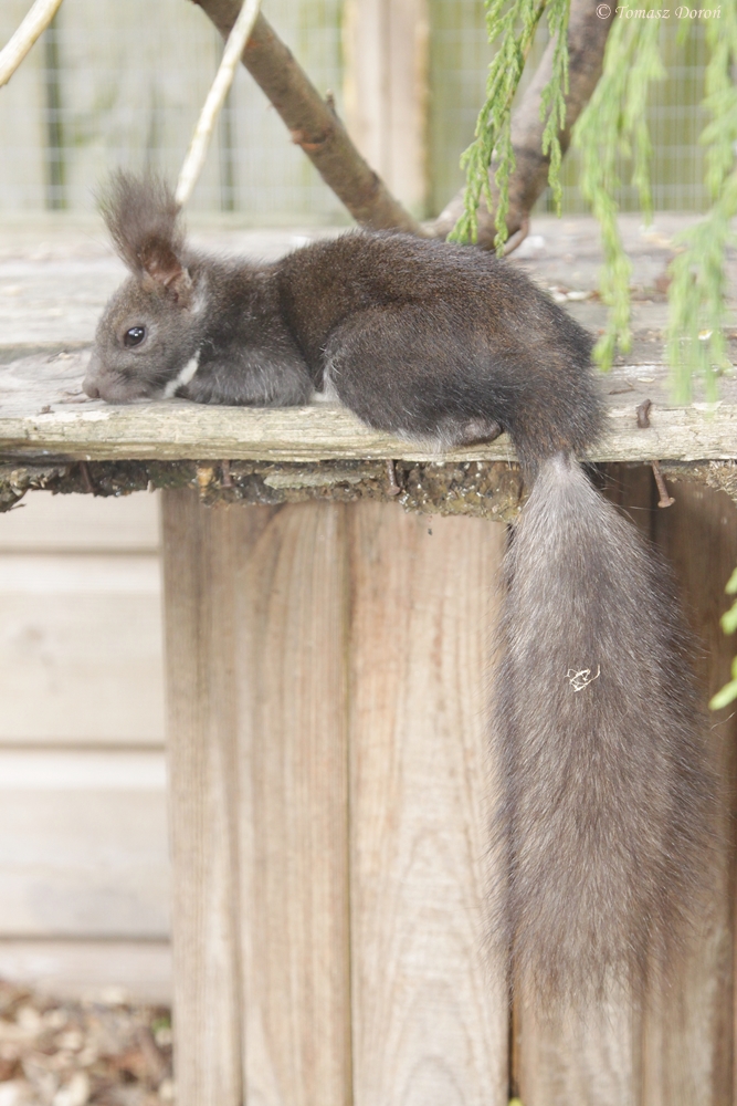 Japanese Squirrel (Sciurus vulgaris orientis)