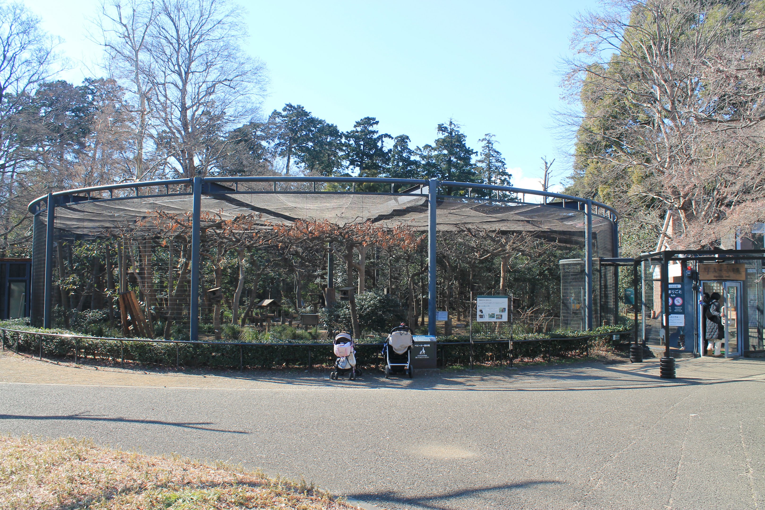 Japanese Squirrel walk-through enclosure