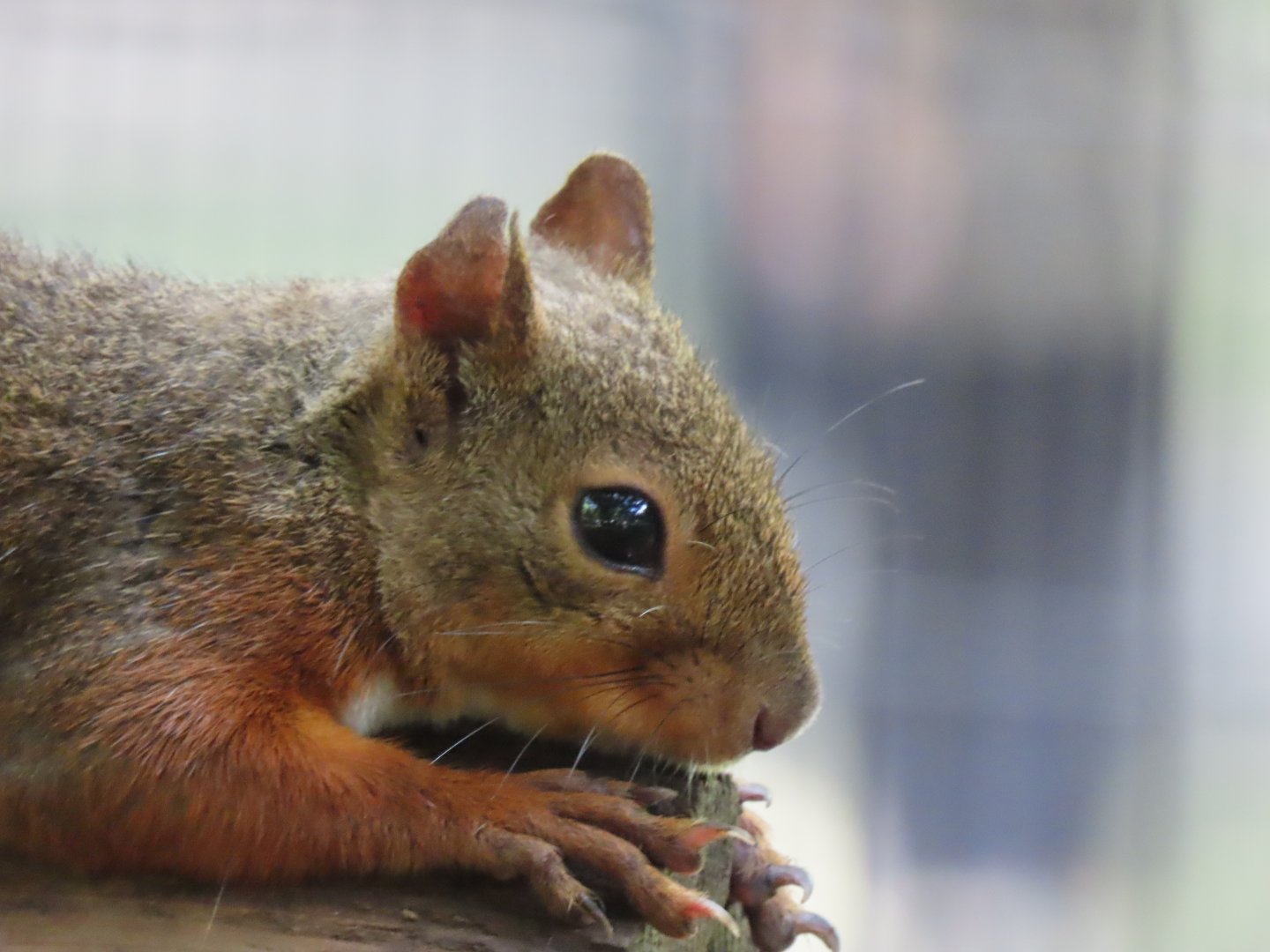 Japanese squirrel