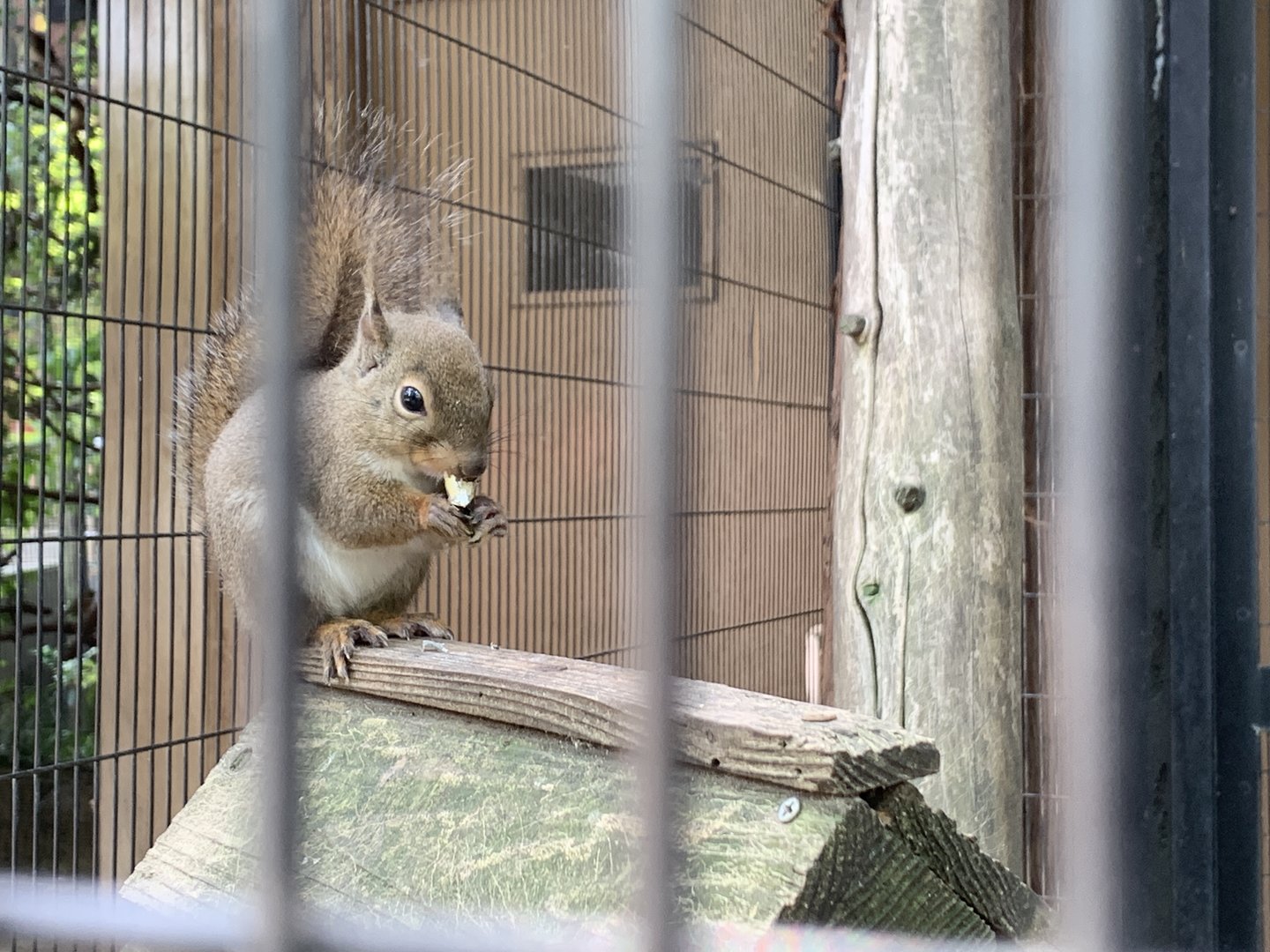 Japanese Squirrel