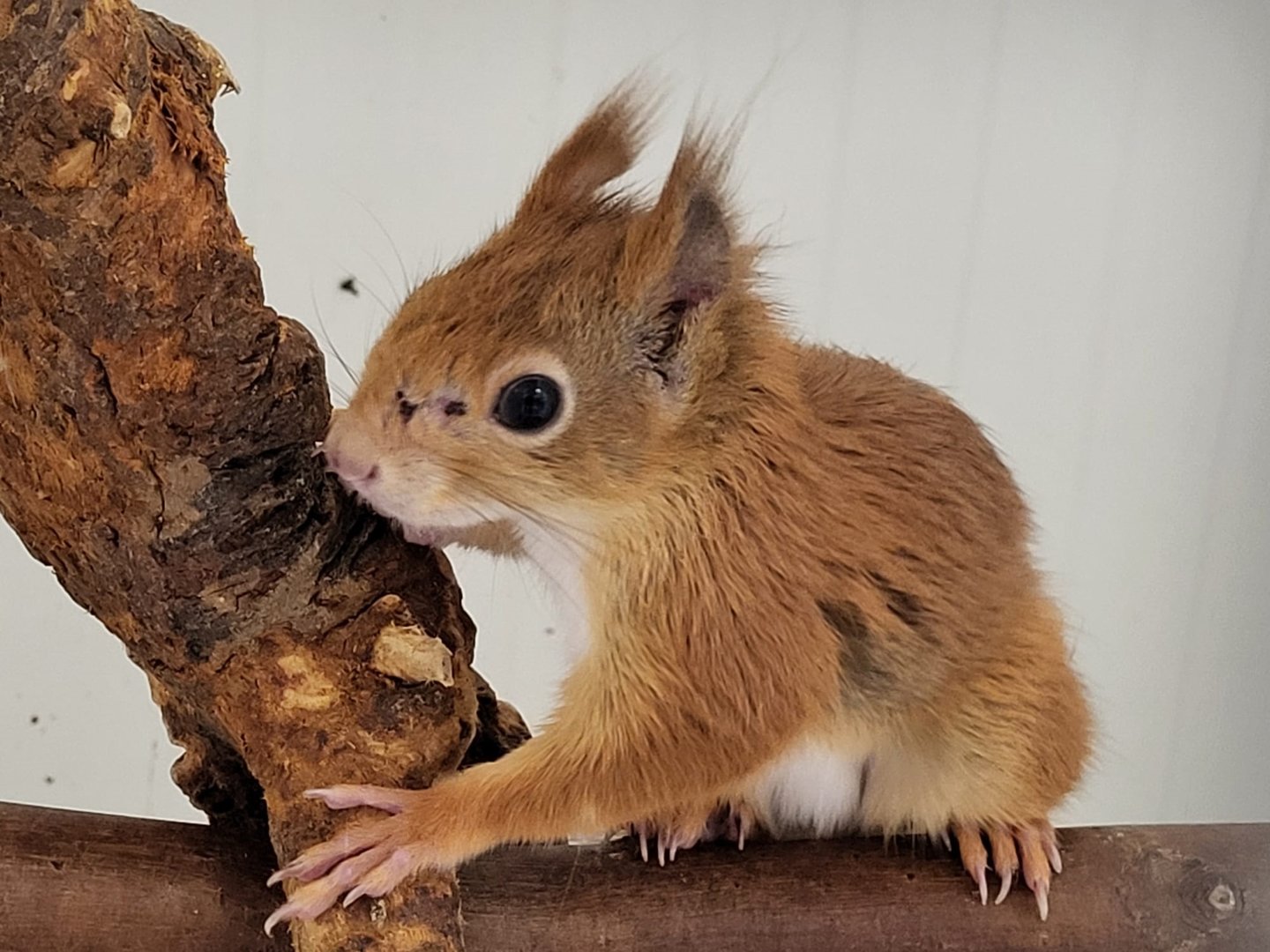 Japanese squirrel