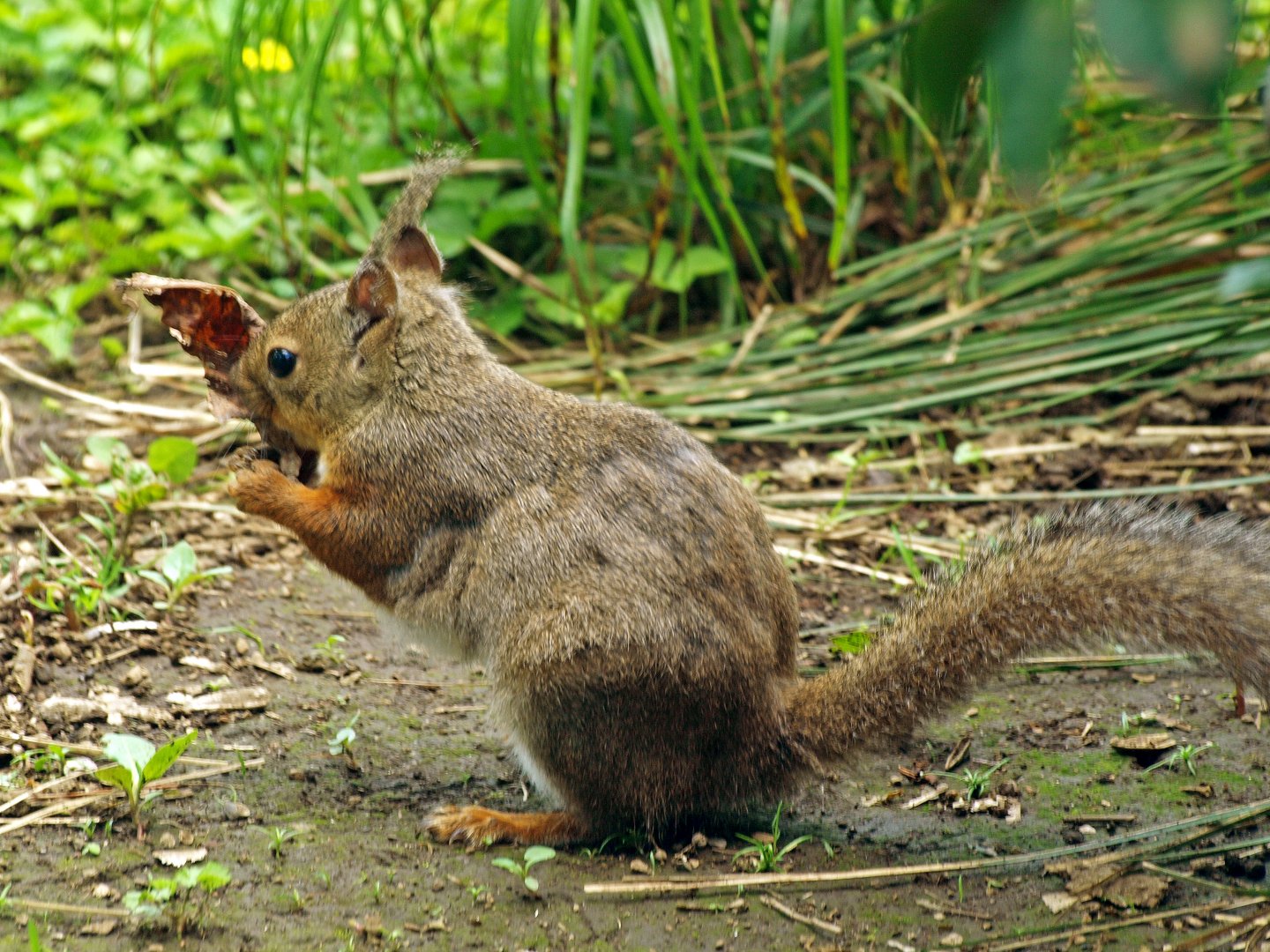 Japanese squirrel