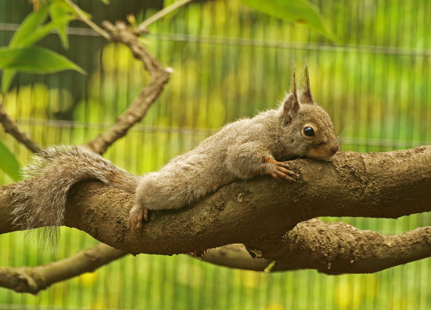 Japanese squirrel