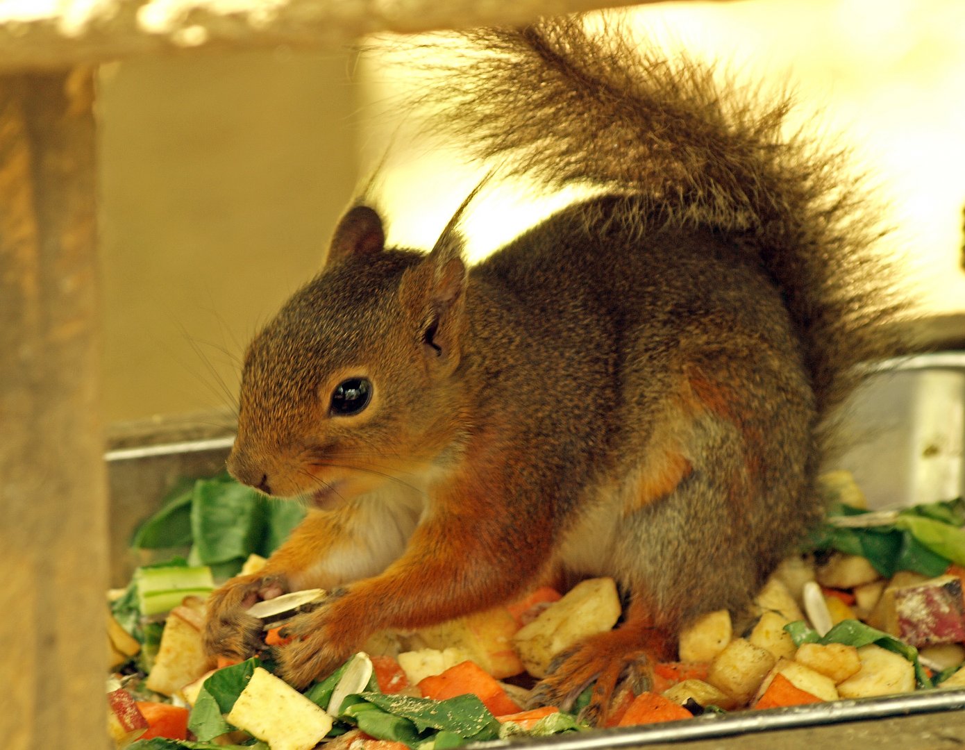 Japanese squirrel