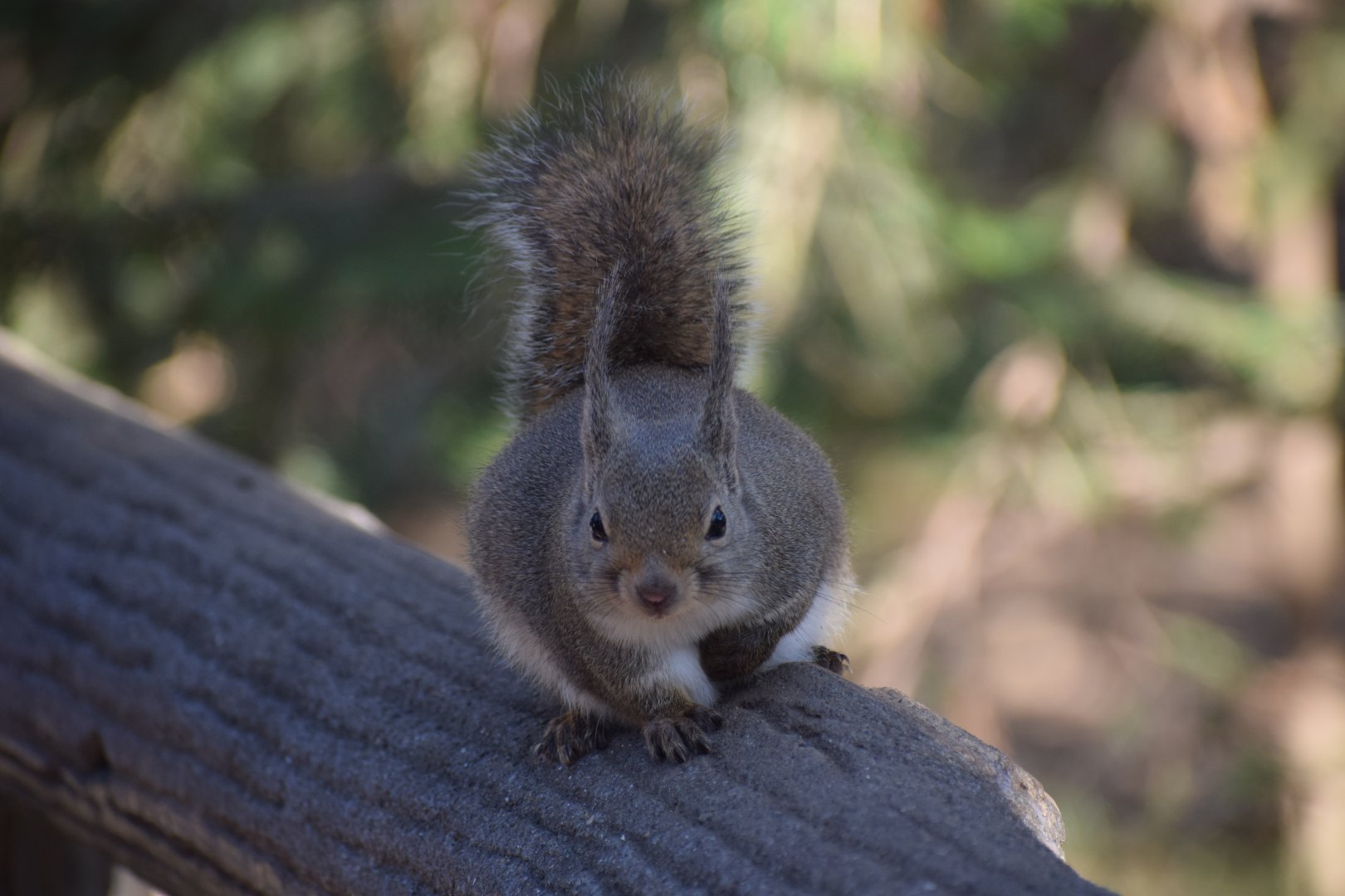 Japanese squirrel