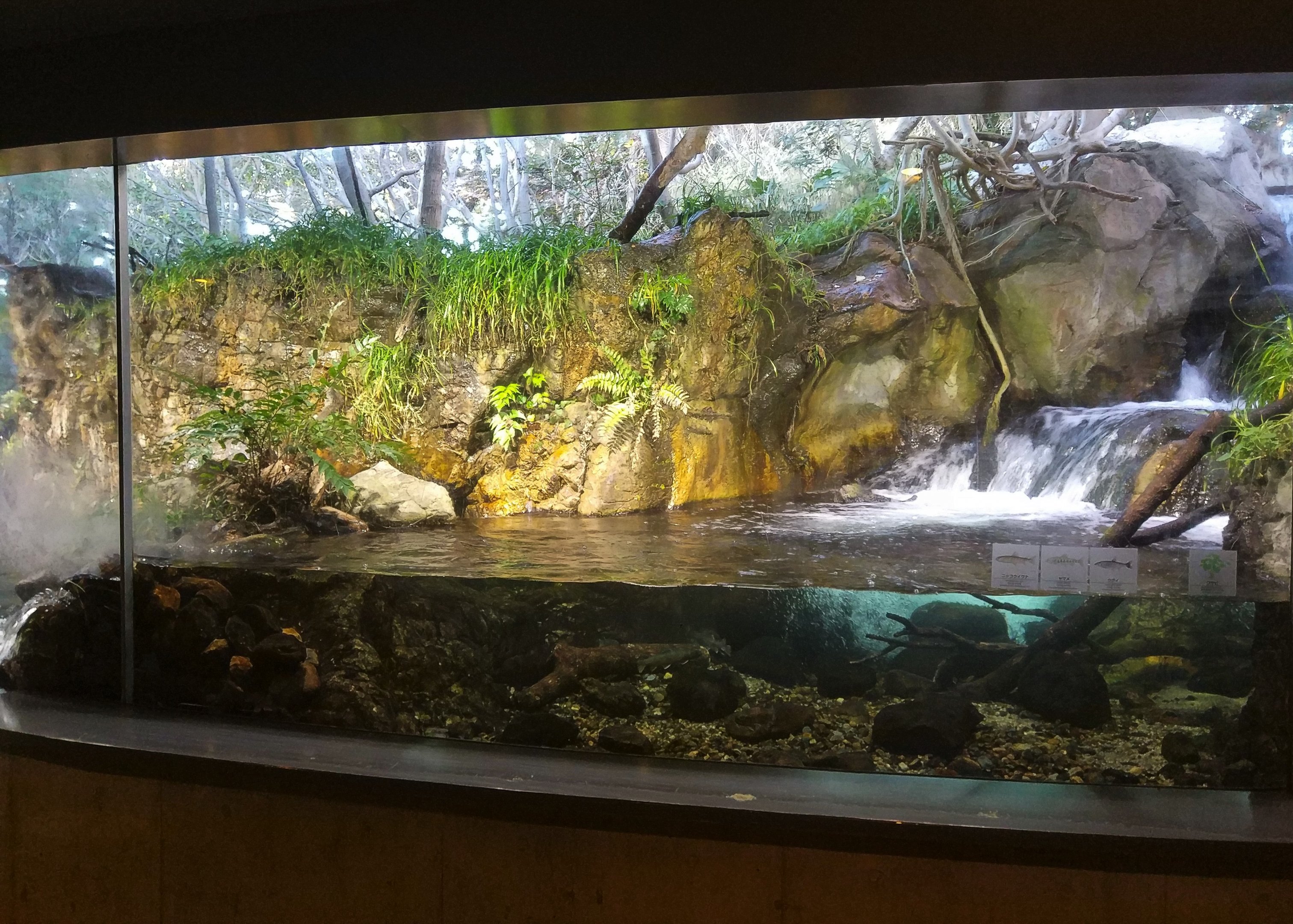 Japanese Stream Exhibit