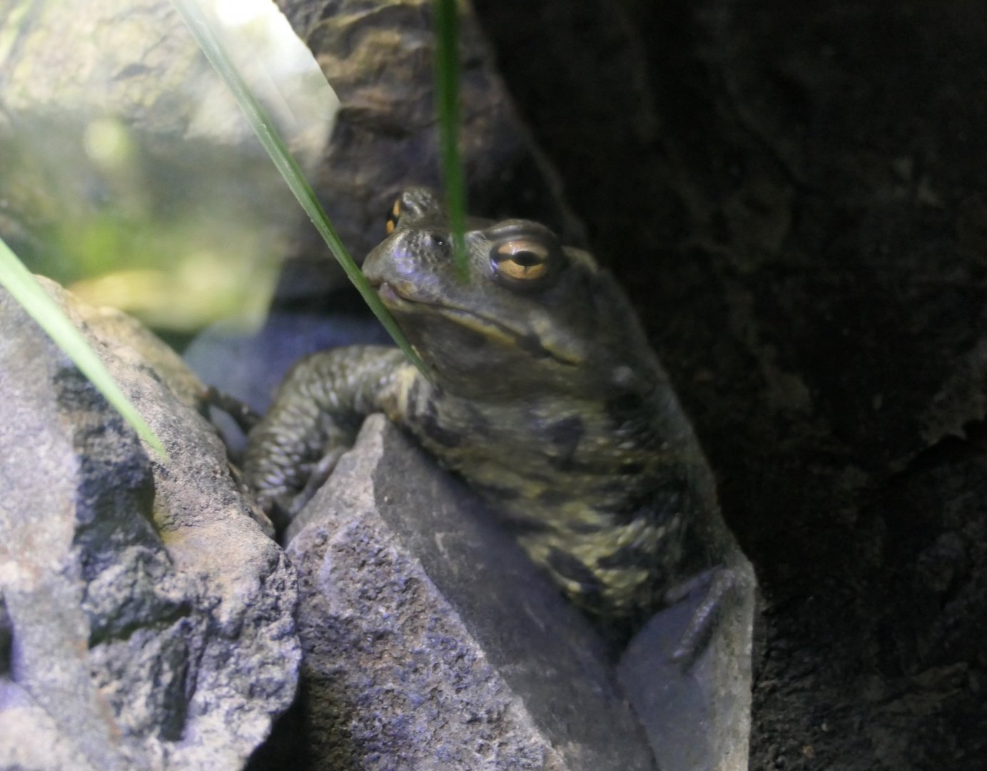 Japanese Stream Toad (Bufo torrenticola) - Lake Biwa Museum