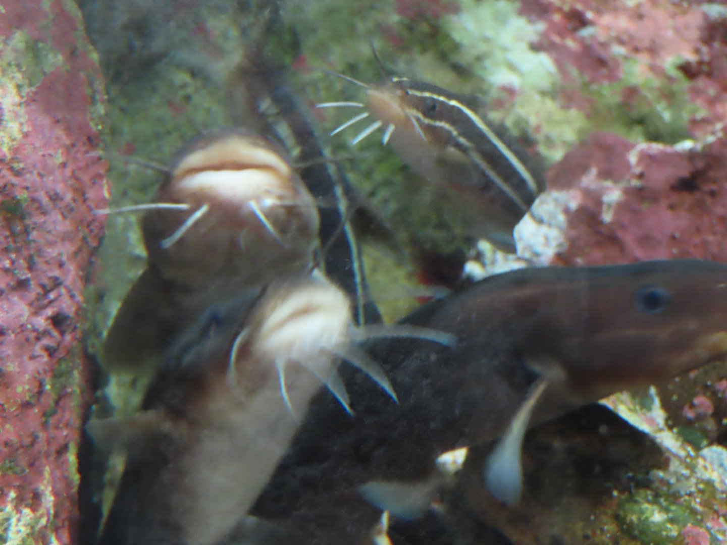 Japanese Striped eel-catfish (Plotosus japonicus)