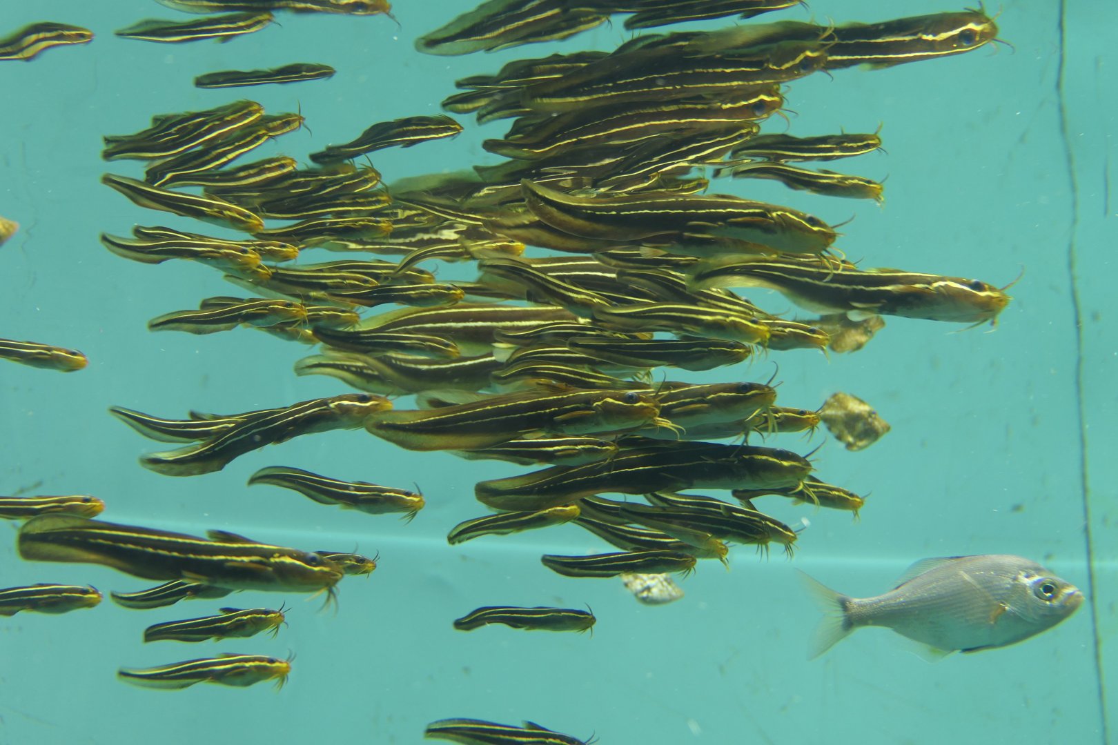 Japanese Striped Eel Catfish