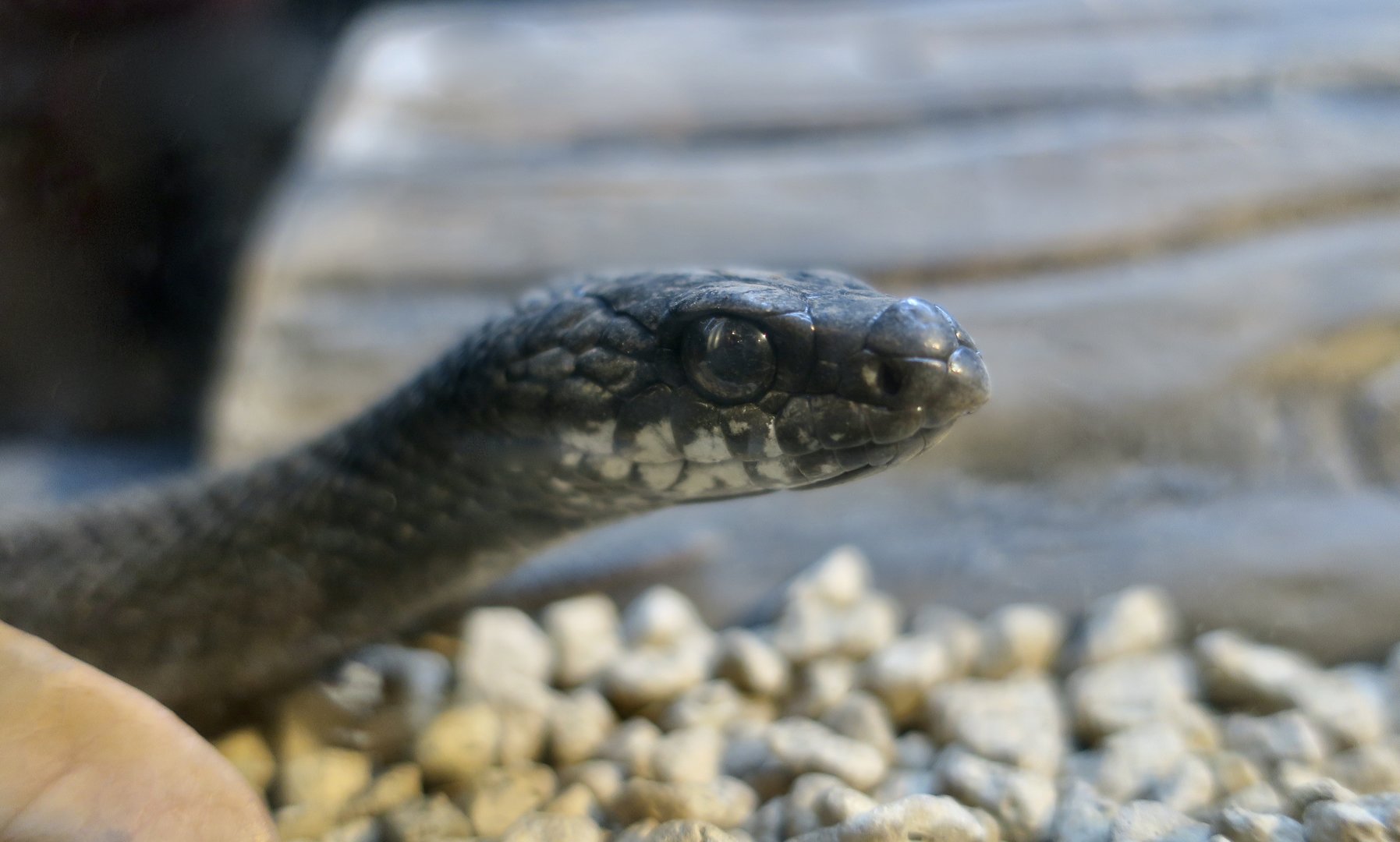 Japanese Striped Snake (Elaphe quadrivirgata) - melanistic