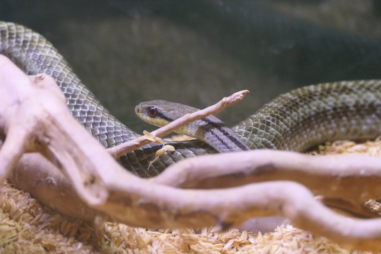 Japanese Striped Snake (Elaphe quadrivirgata) - Uozu Aquarium