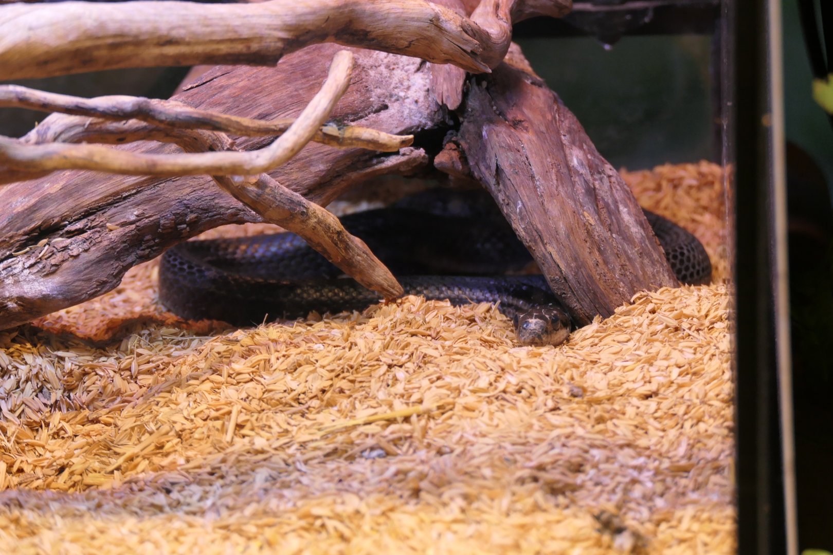 Japanese Striped Snake (Elaphe quadrivirgata) - Uozu Aquarium