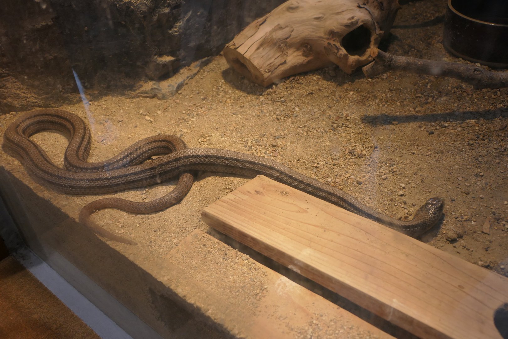 Japanese Striped Snake (Elaphe quadrivirgata)