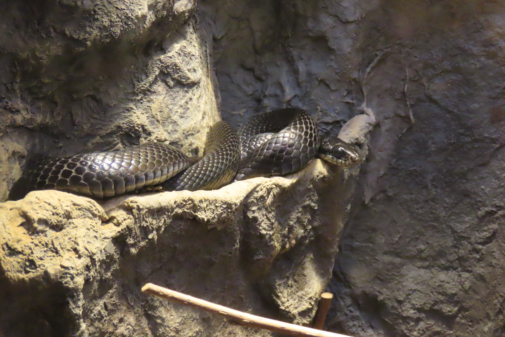 Japanese striped snake (melanistic)