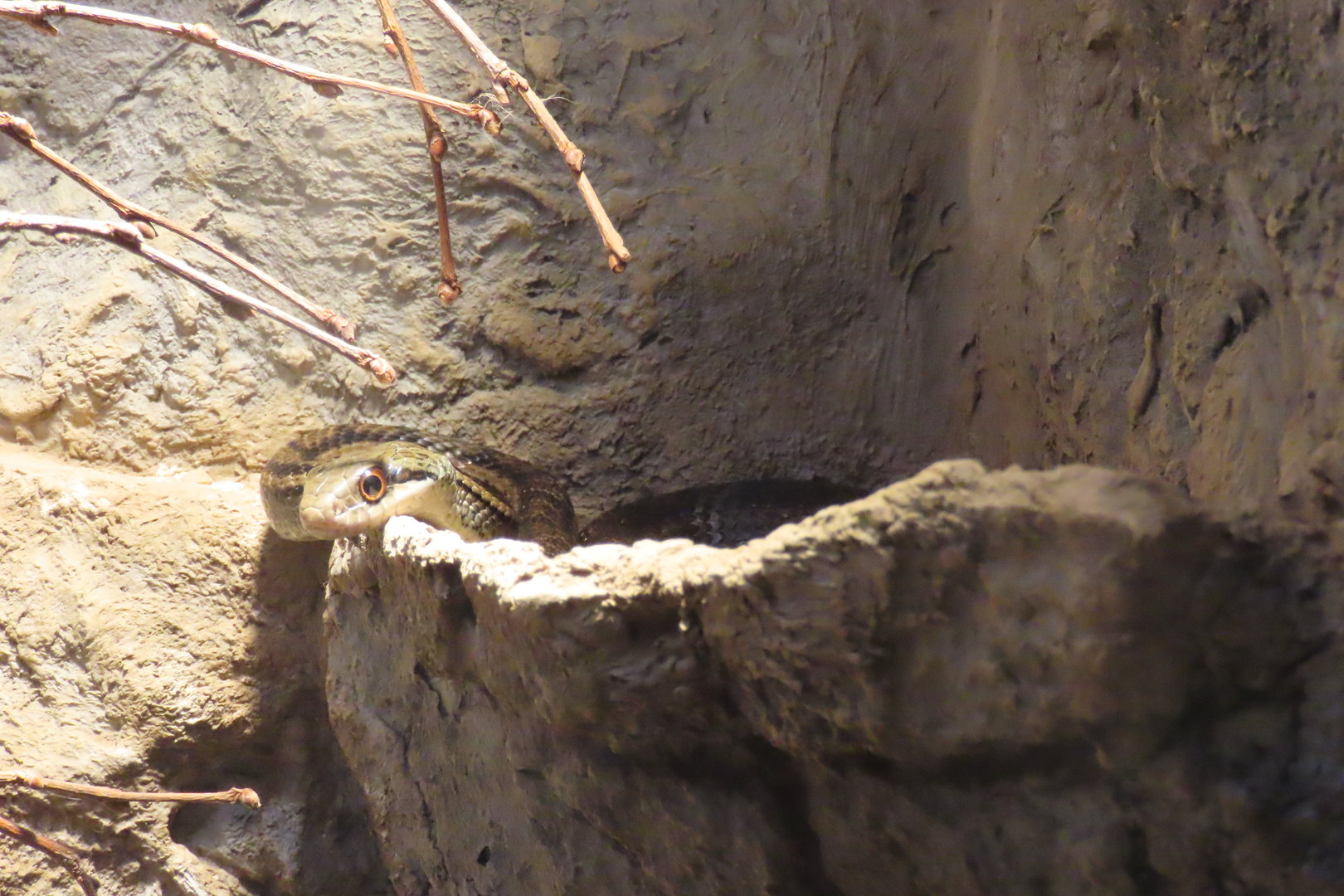 Japanese striped snake