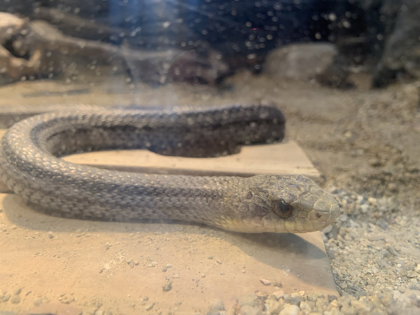 Japanese Striped Snake