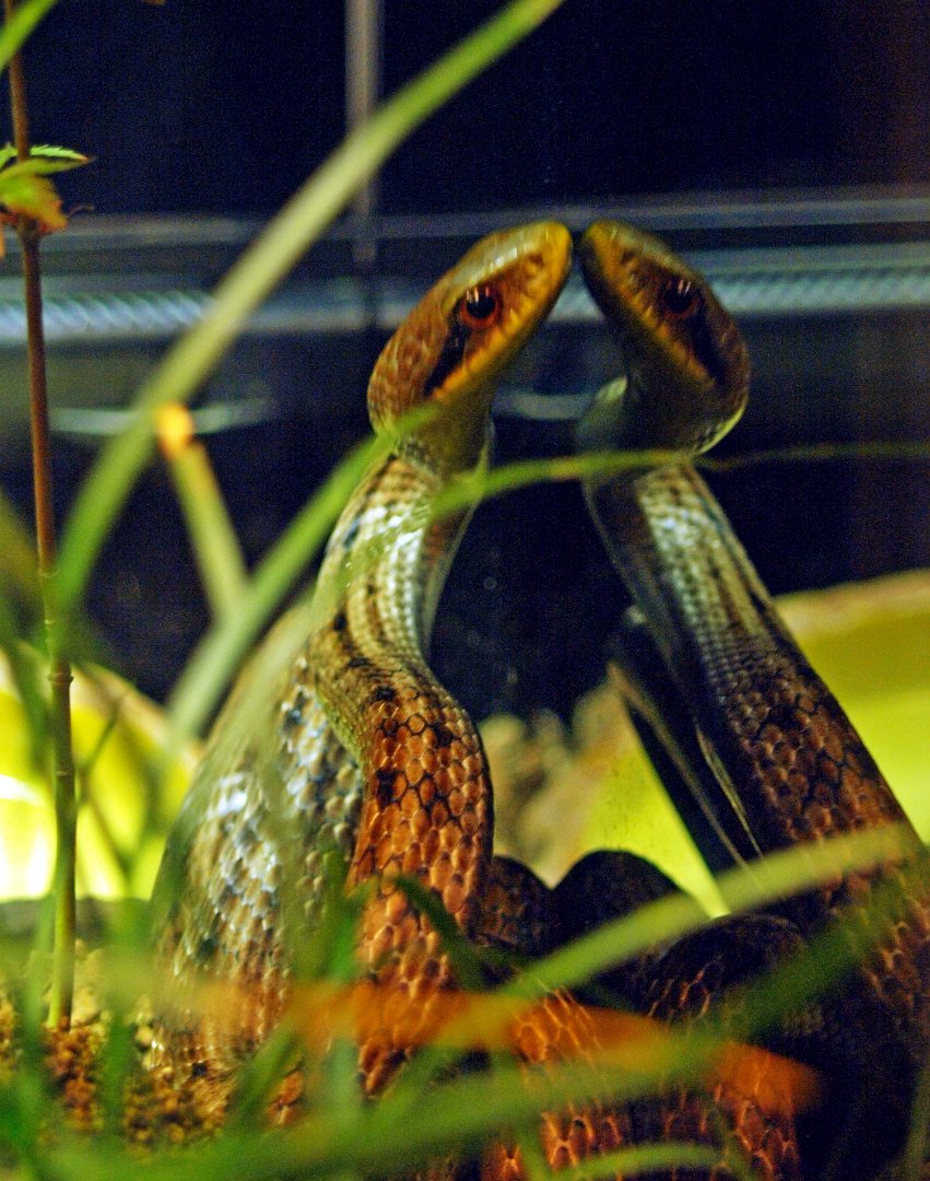 Japanese Striped snake