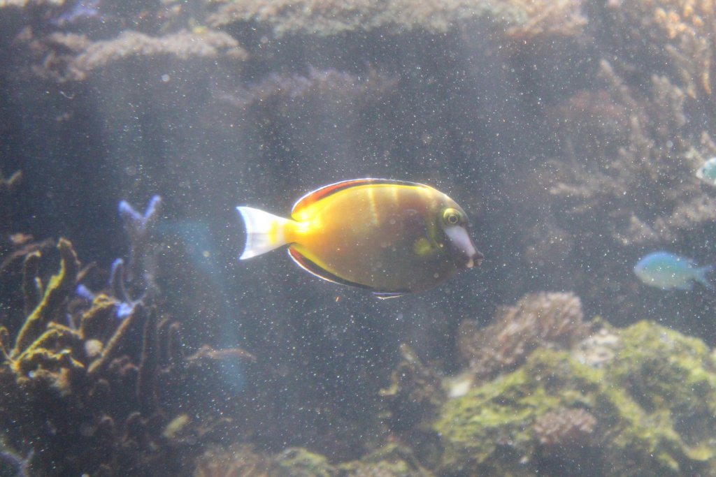 Japanese Surgeonfish (Acanthurus japonicus)