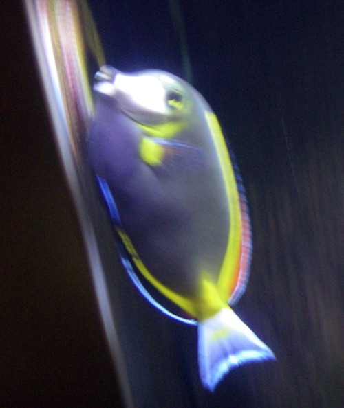 Japanese Surgeonfish (Acanthurus japonicus)