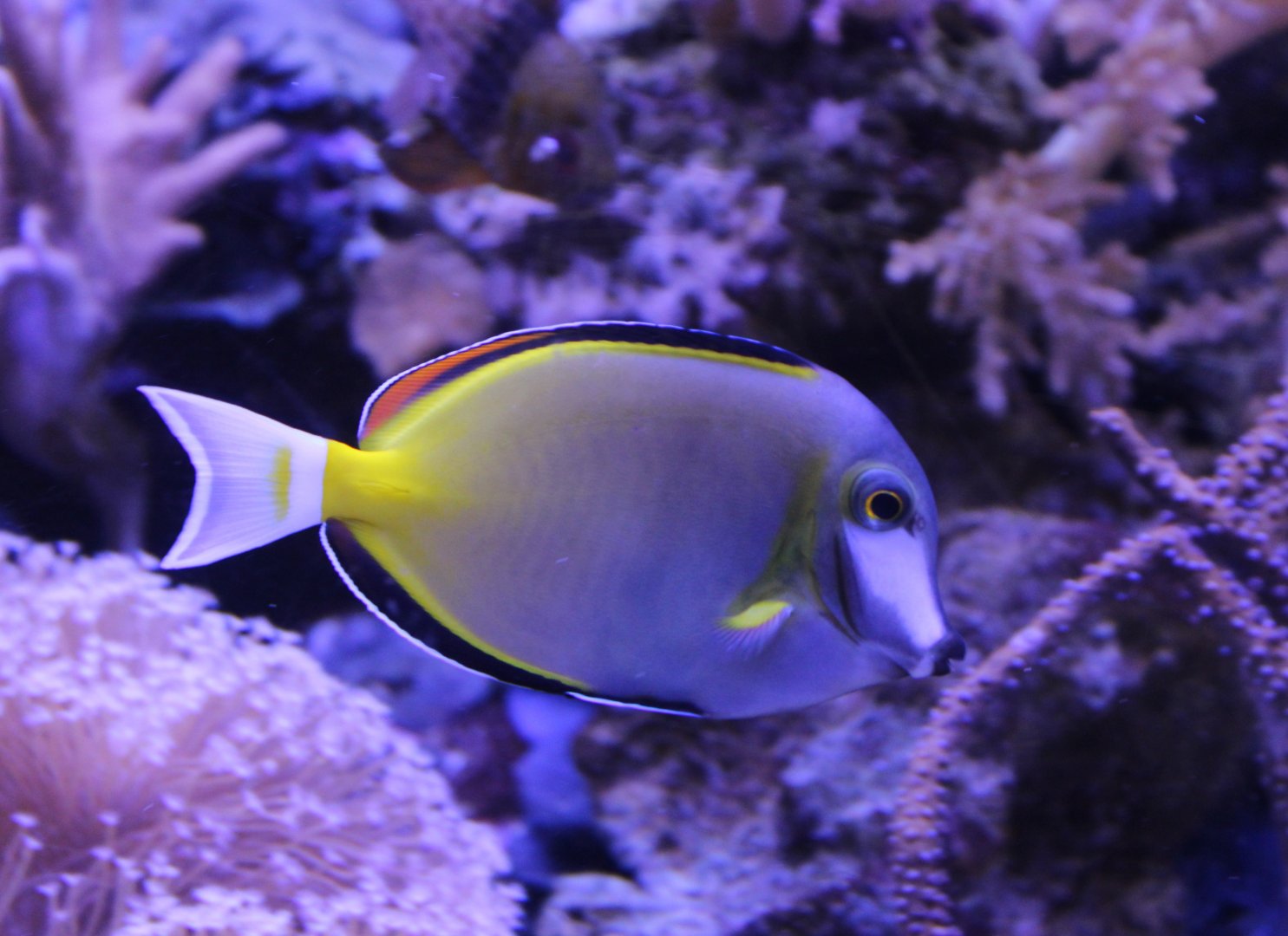 Japanese surgeonfish - Acanthurus japonicus