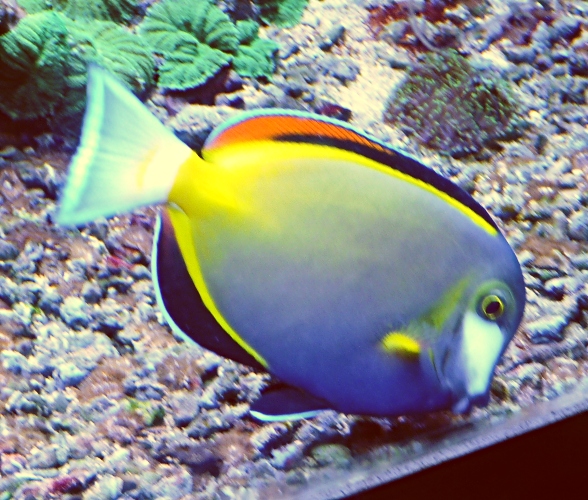 Japanese surgeonfish, Acanthurus japonicus