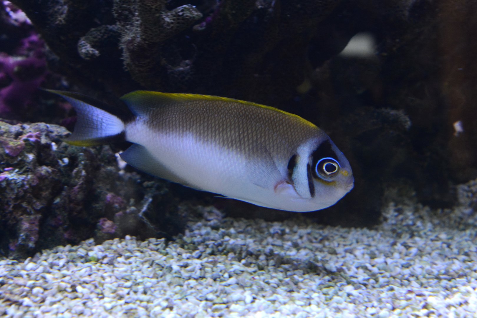 Japanese swallow angelfish (Genicanthus semifasciatus)