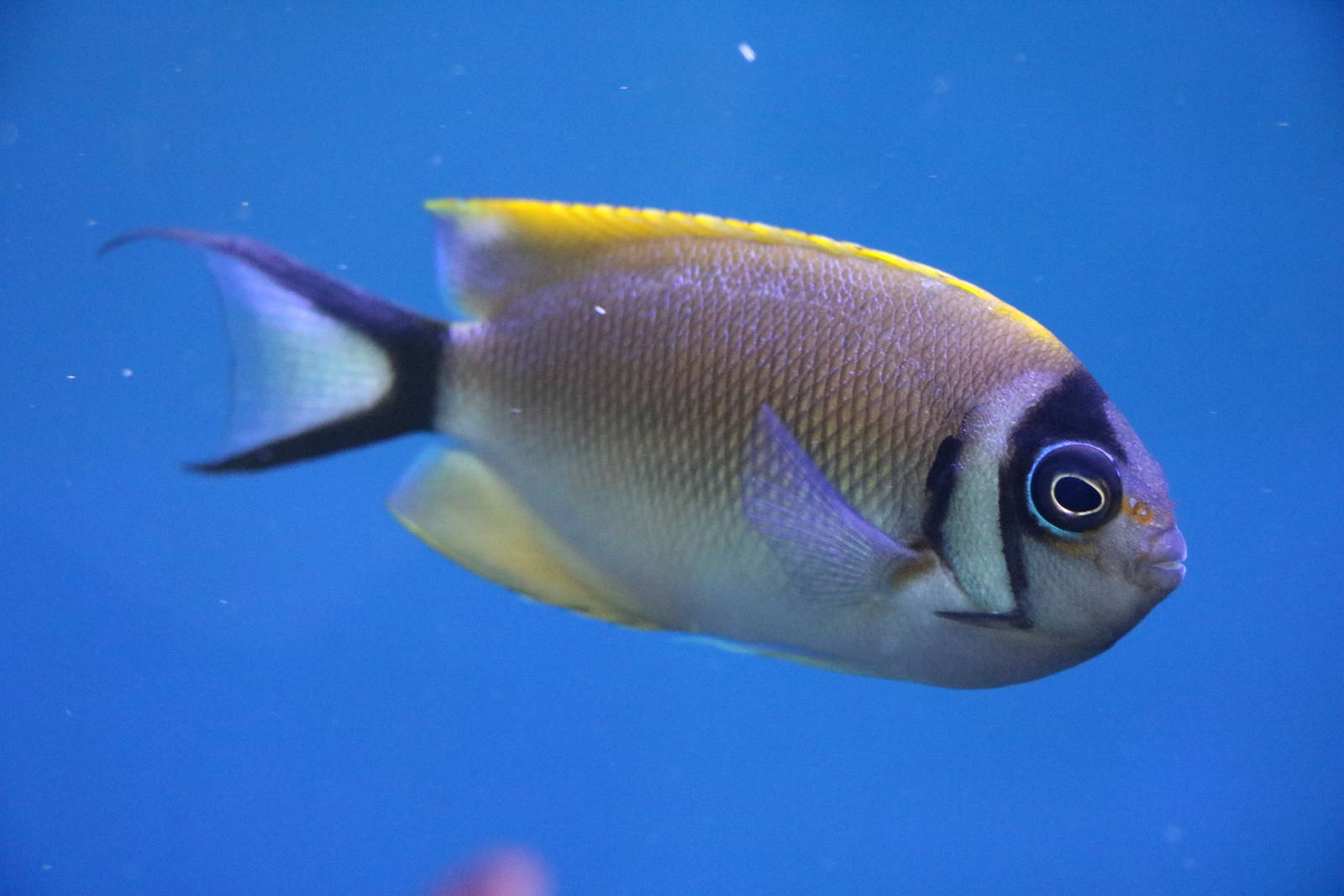 Japanese swallow, February 2016