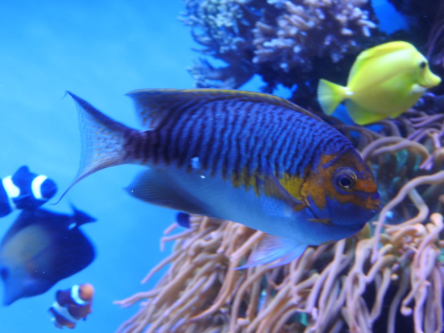 Japanese Swallowtail Angelfish