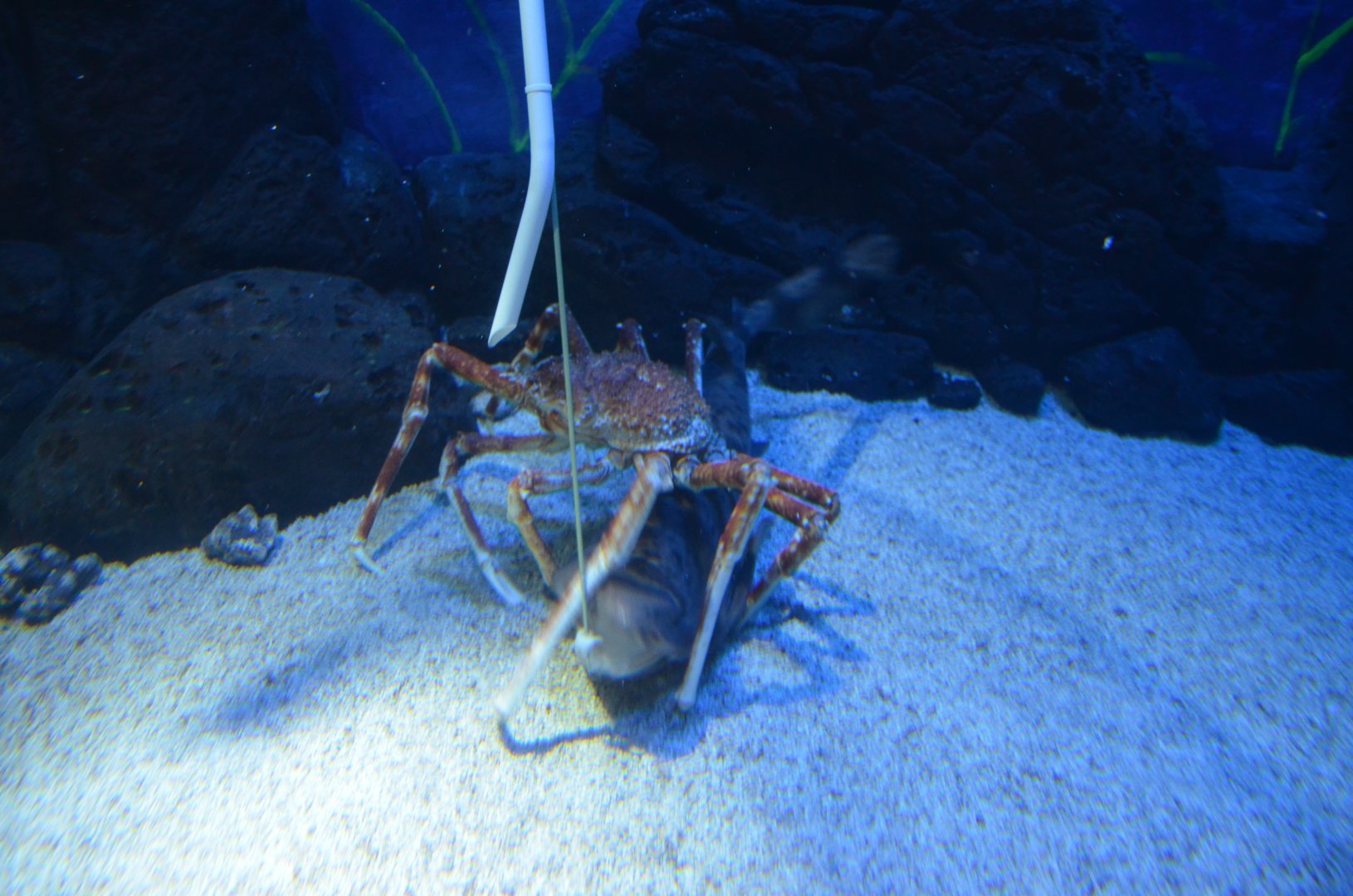 Japanese swellshark,Cephaloscyllium umbratile,with Japanese spider crab,Macrocheira kaempferi