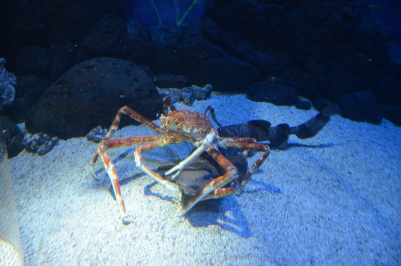 Japanese swellshark,Cephaloscyllium umbratile,with Japanese spider crab,Macrocheira kaempferi