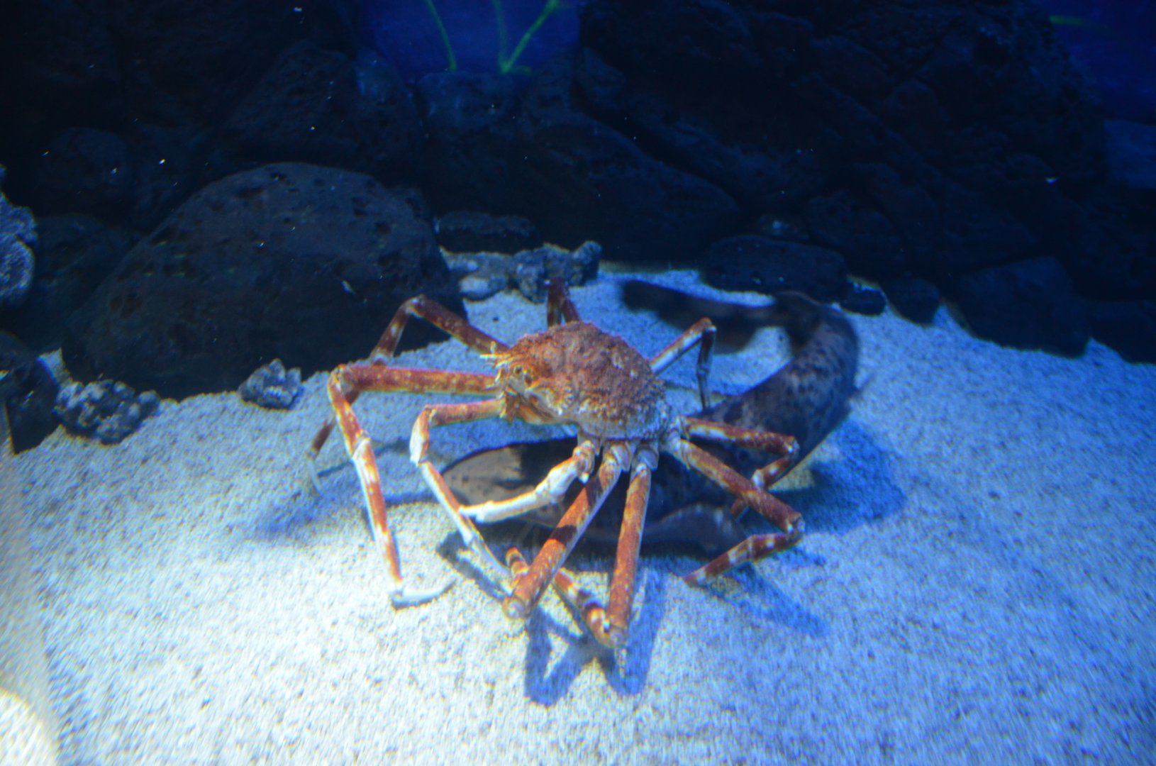Japanese swellshark,Cephaloscyllium umbratile,with Japanese spider crab,Macrocheira kaempferi