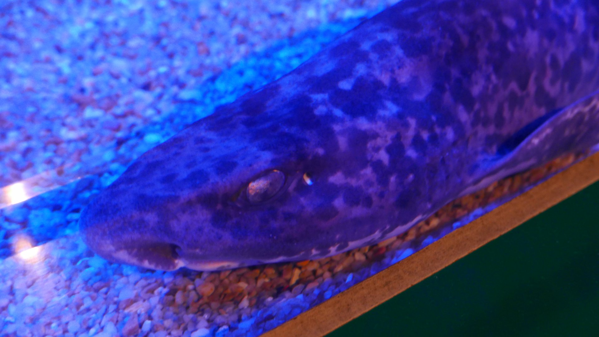 Japanese Swellshark