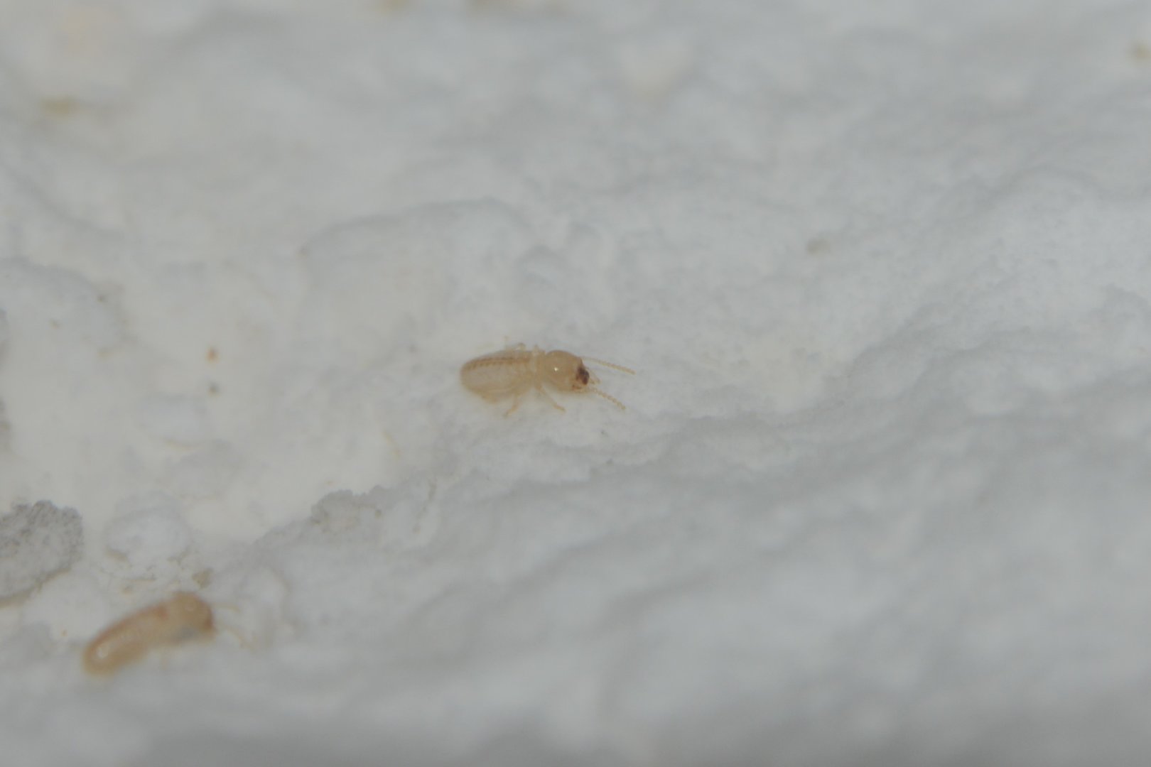 Japanese termite (Reticulitermes speratus)