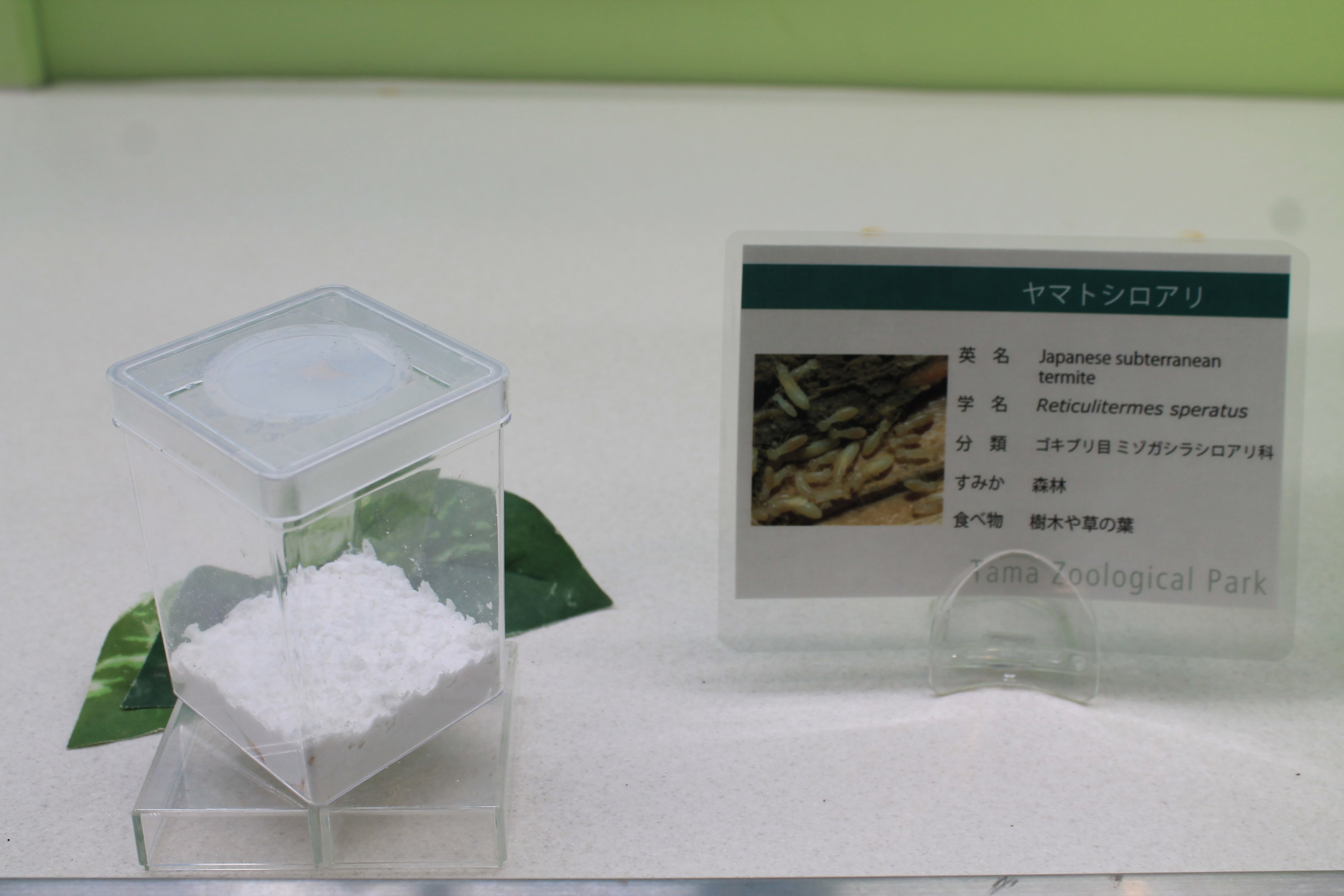 Japanese Termites (Reticulitermes speratus) - Insectarium