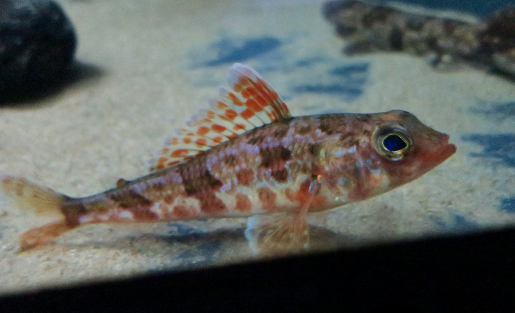 Japanese Thread-Sail Fish (Hime japonica)