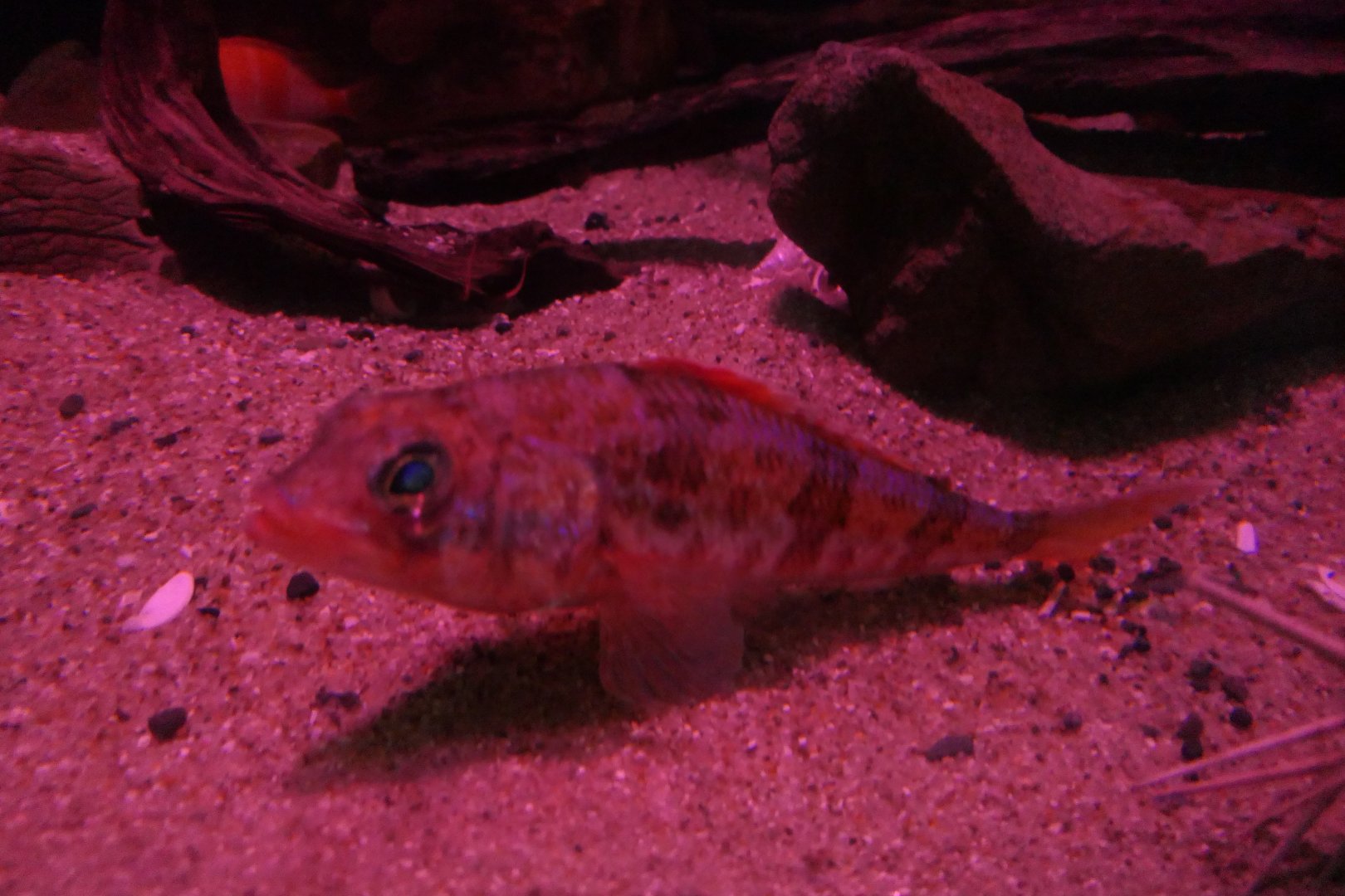 Japanese Thread-sail (Hime japonica)