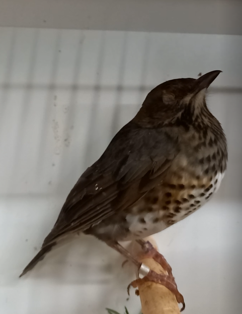 Japanese thrush - female - Turdus cardis