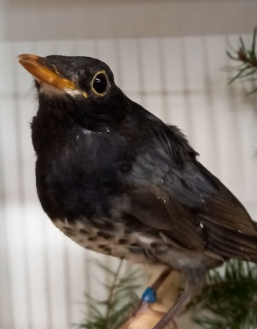 Japanese thrush - male - Turdus cardis