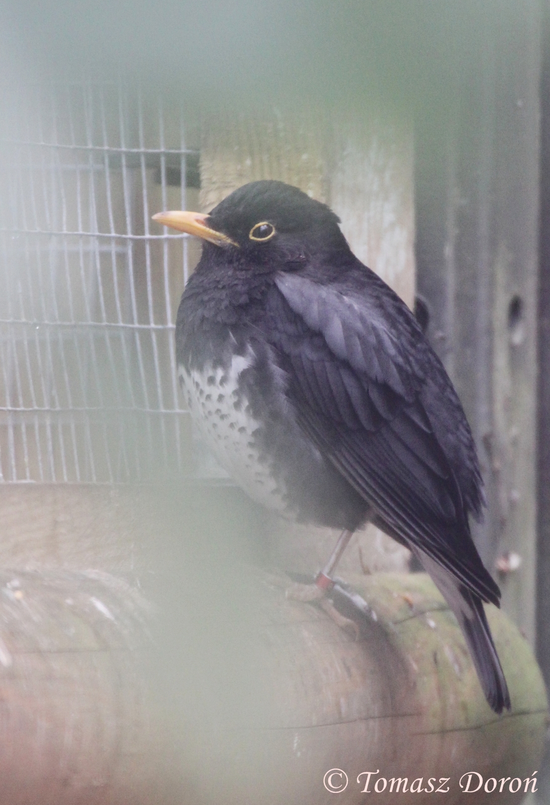 Japanese Thrush (Turdus cardis), male, May 2012