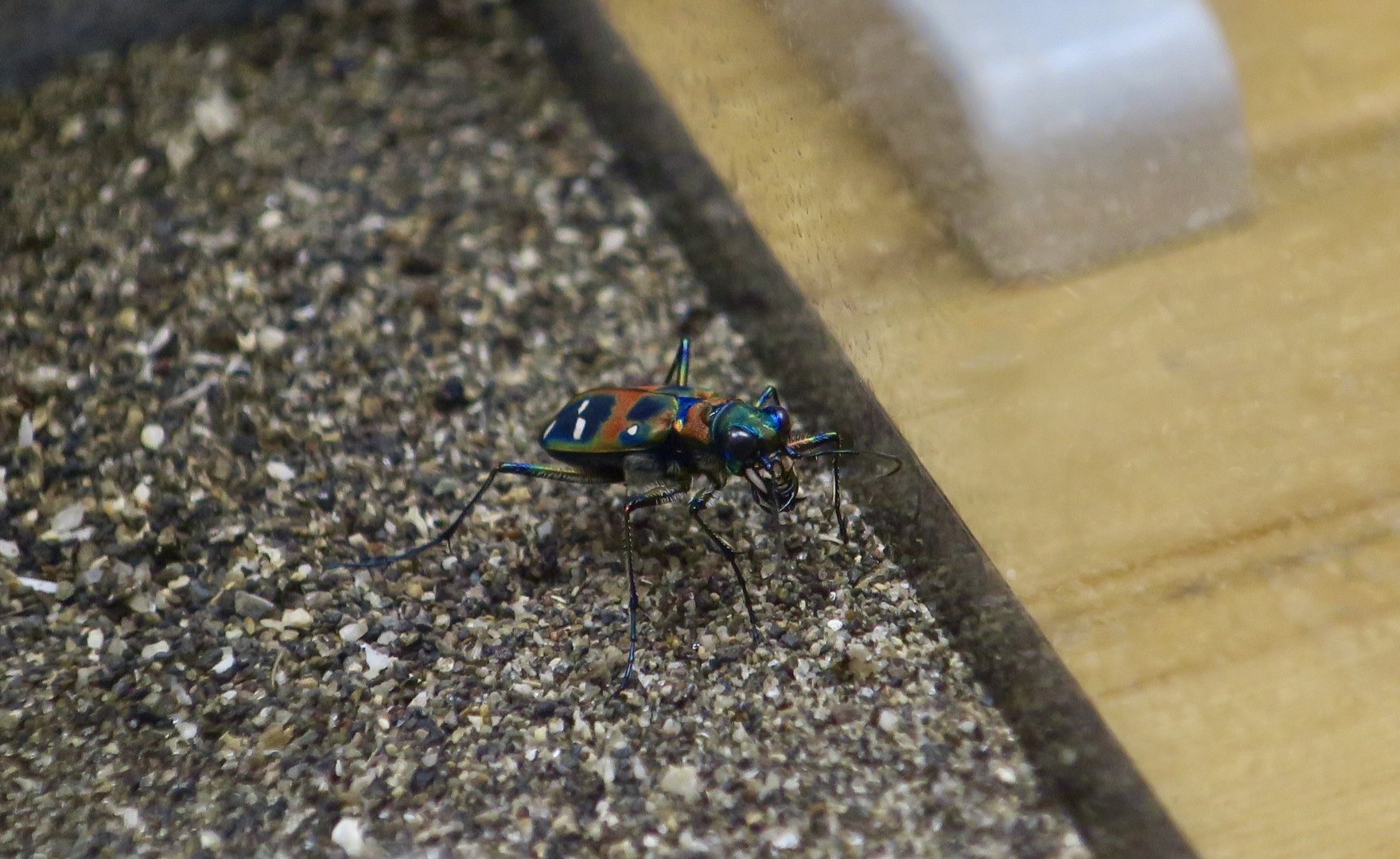 Japanese Tiger Beetle (Cicindela chinensis japonica)