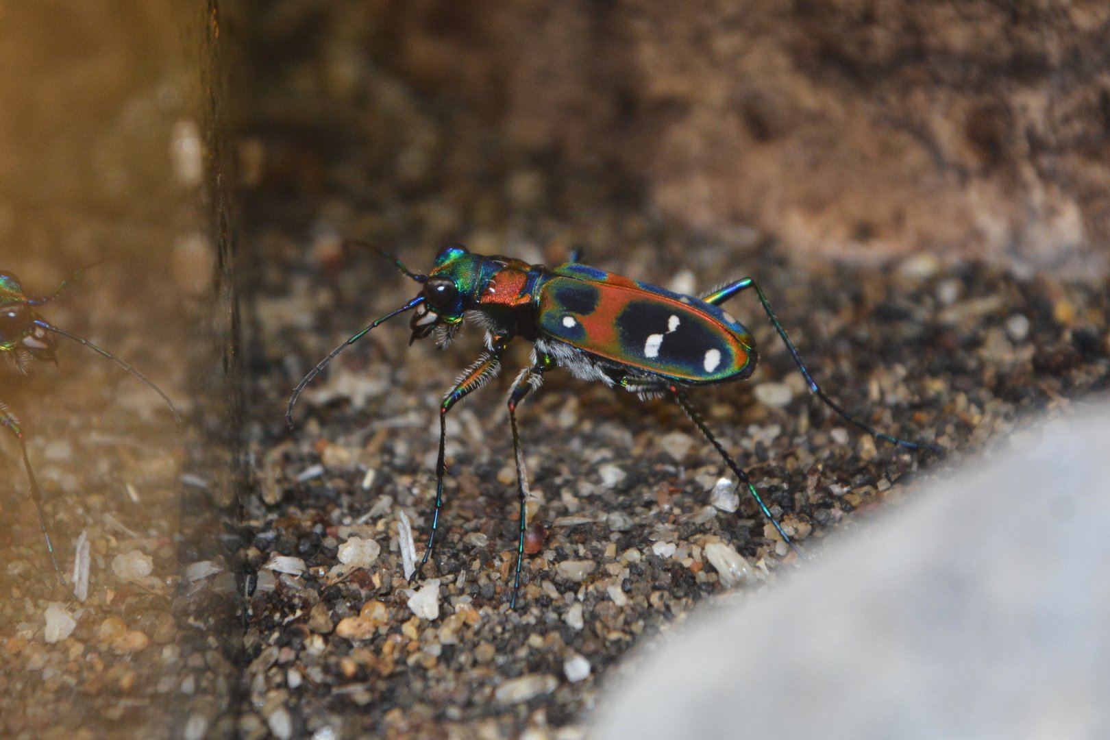 Japanese tiger beetle (Sophiodela japonica)