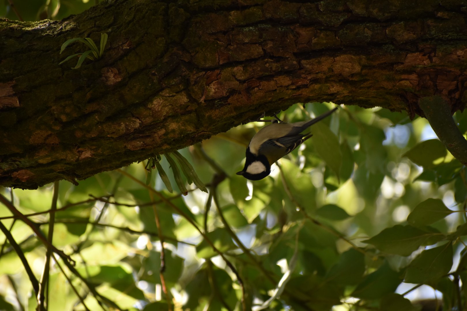Japanese Tit ~ Imperial Palace