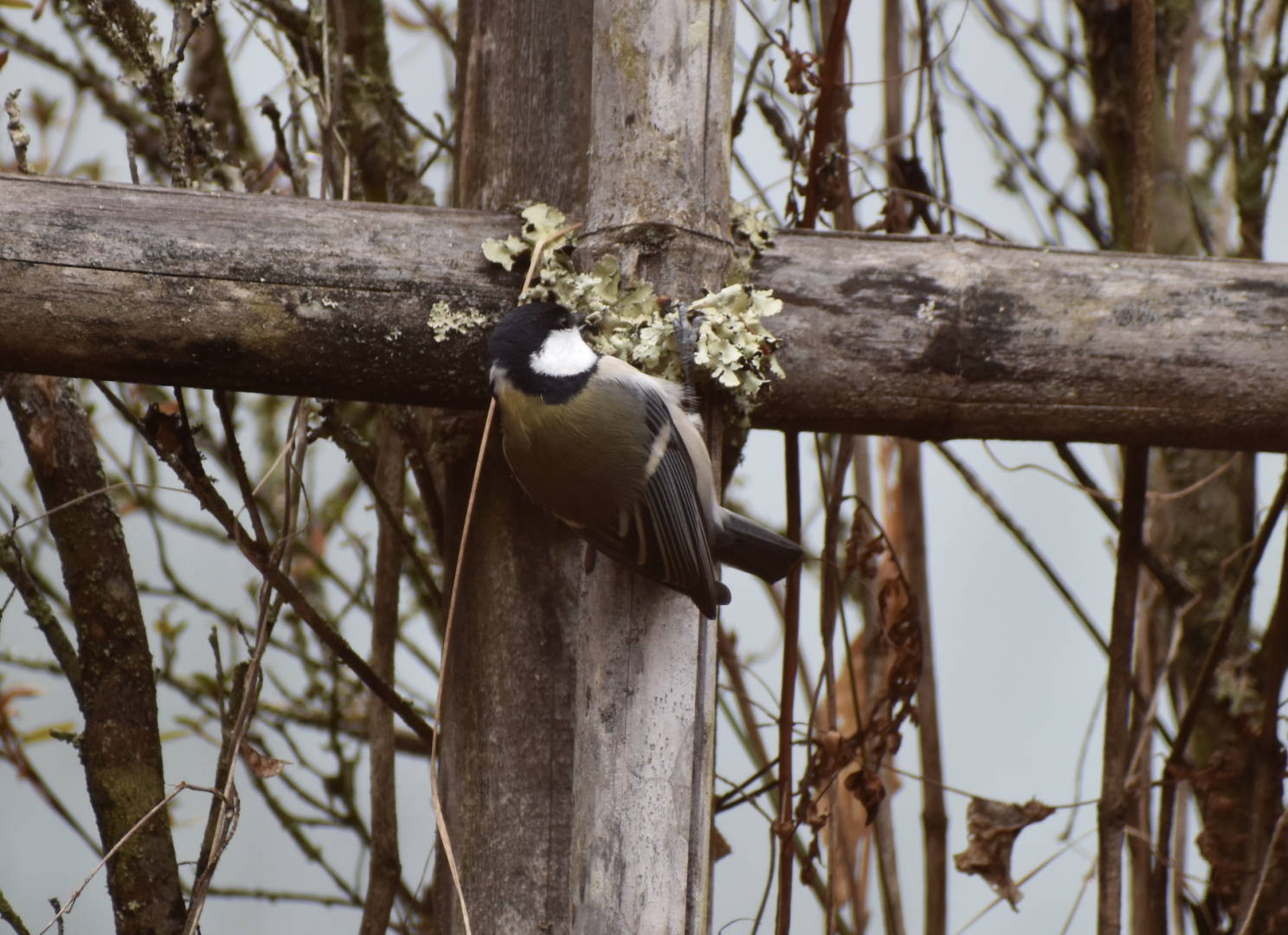 Japanese tit ~ Karuizawa
